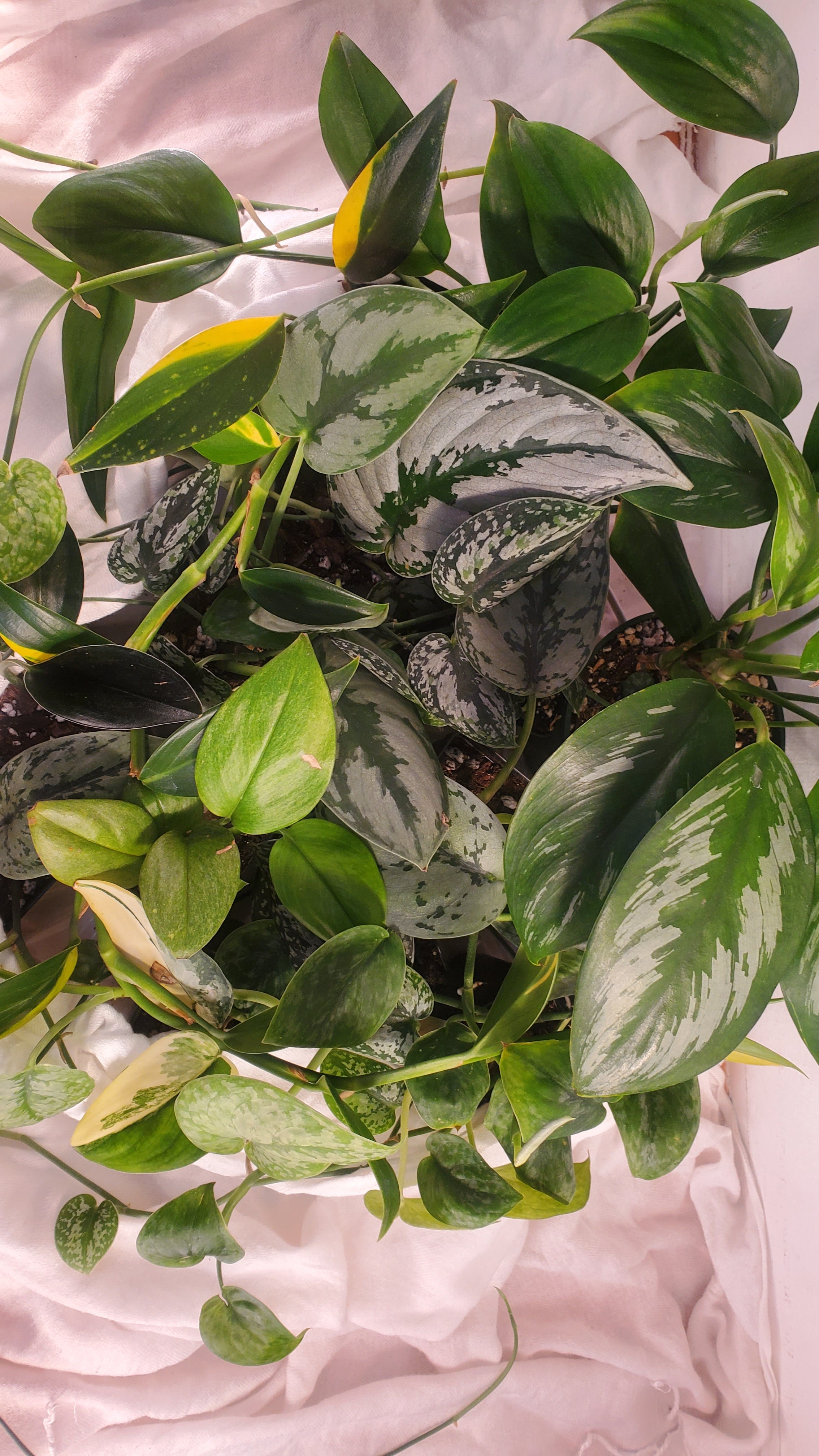 Scindapsus – Tropivoix - Plantes rares