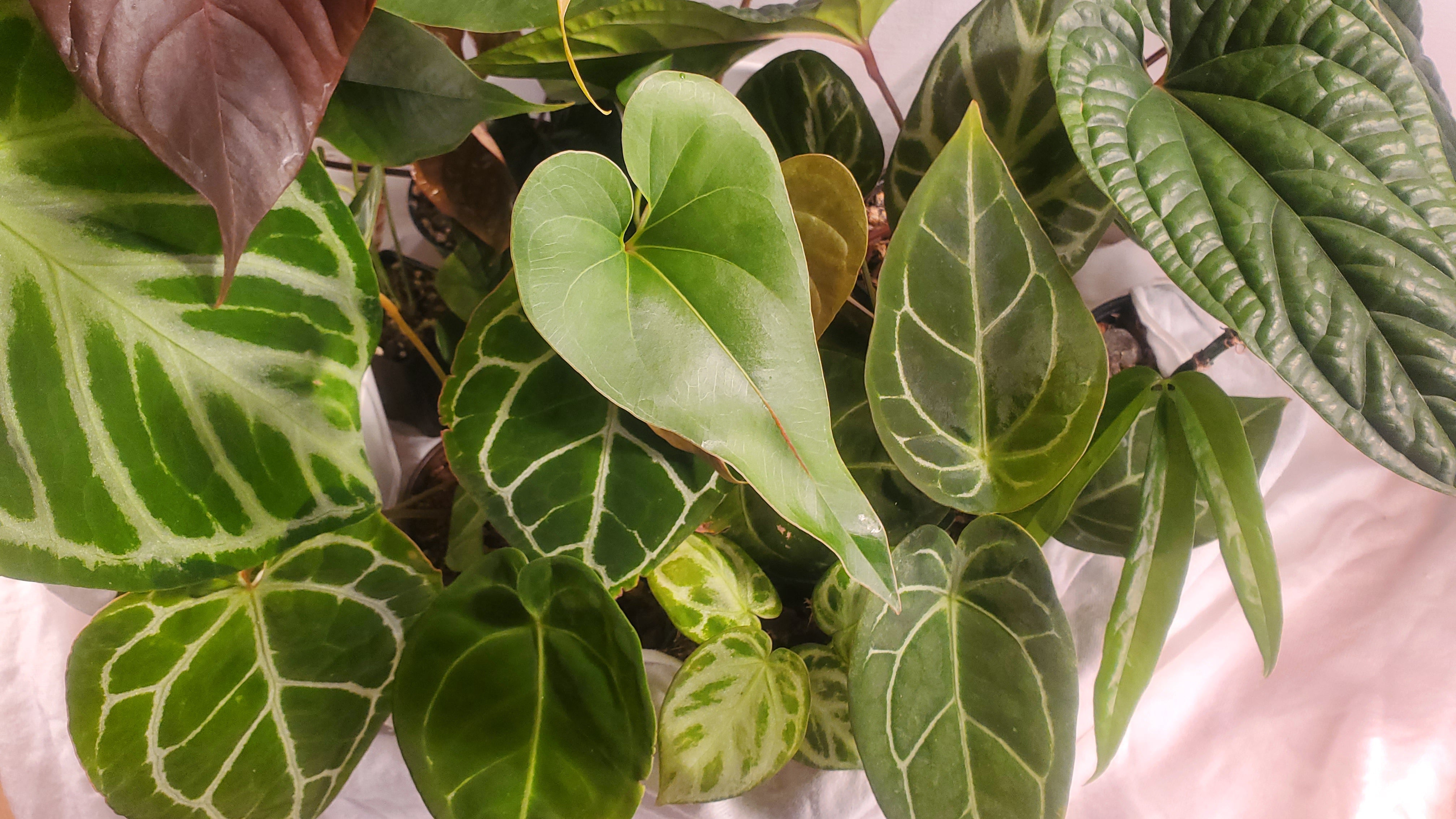 Anthuriums – Tropivoix - Plantes rares