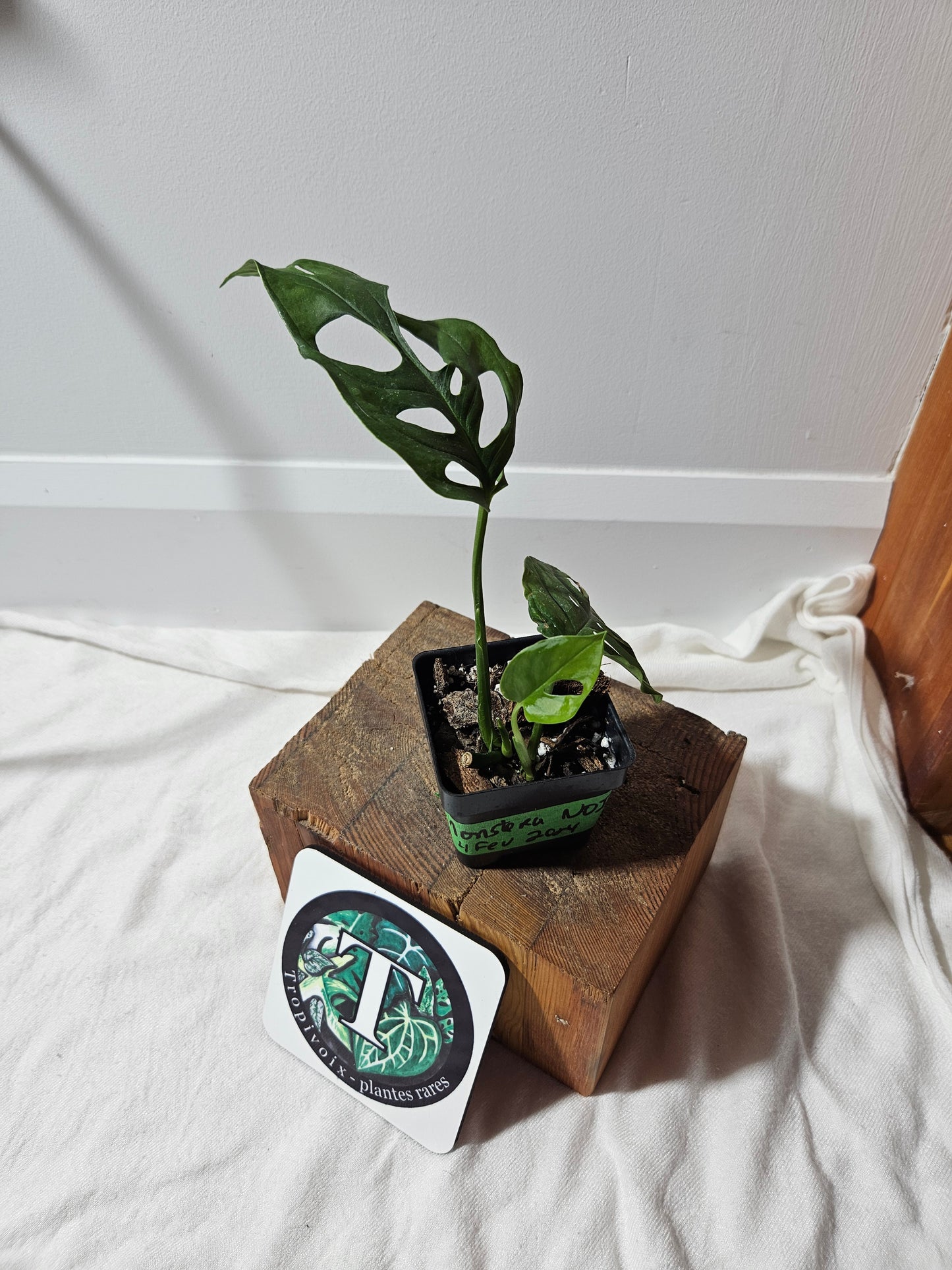 "FREEBIE " Monstera NOID 1FREEBIE/PERSONNE (avec achat minimal de 60$ avant taxes)