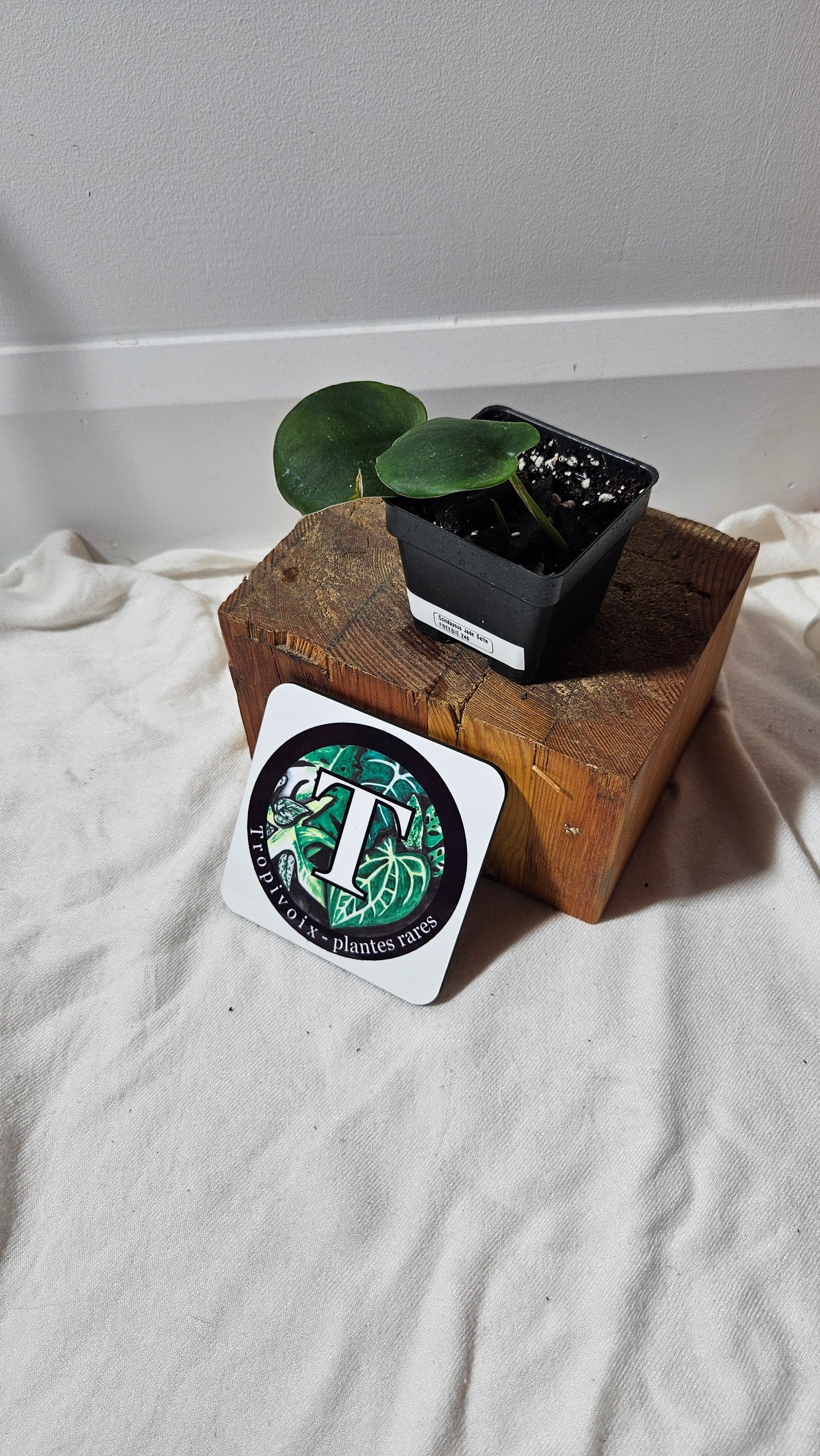 "FREEBIE 240" (with purchase of $30 before taxes) Scindapsus Jade Satin 1 FREEBIE/PERSON