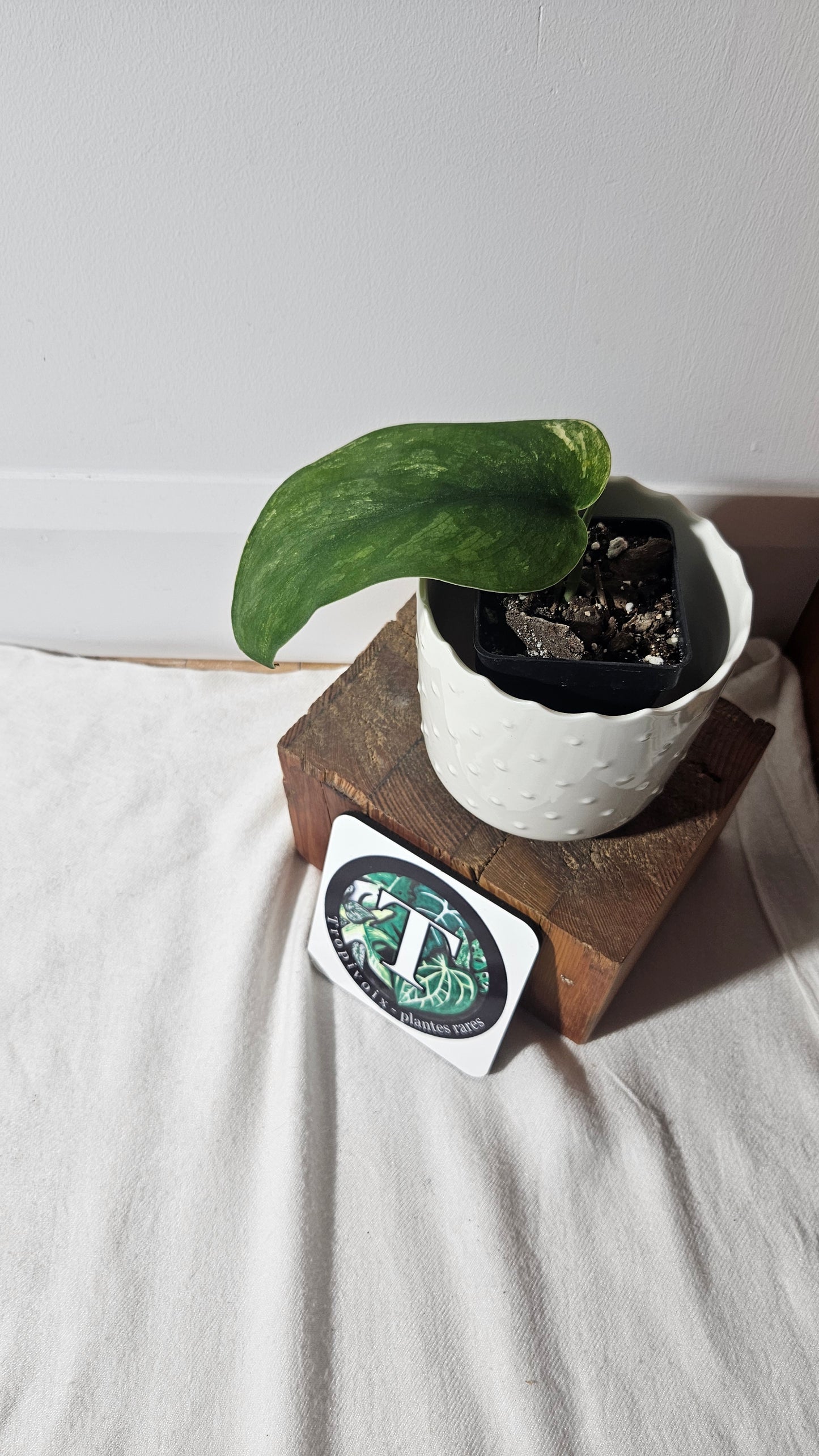 Scindapsus Swarnabhumi (SCI-866)