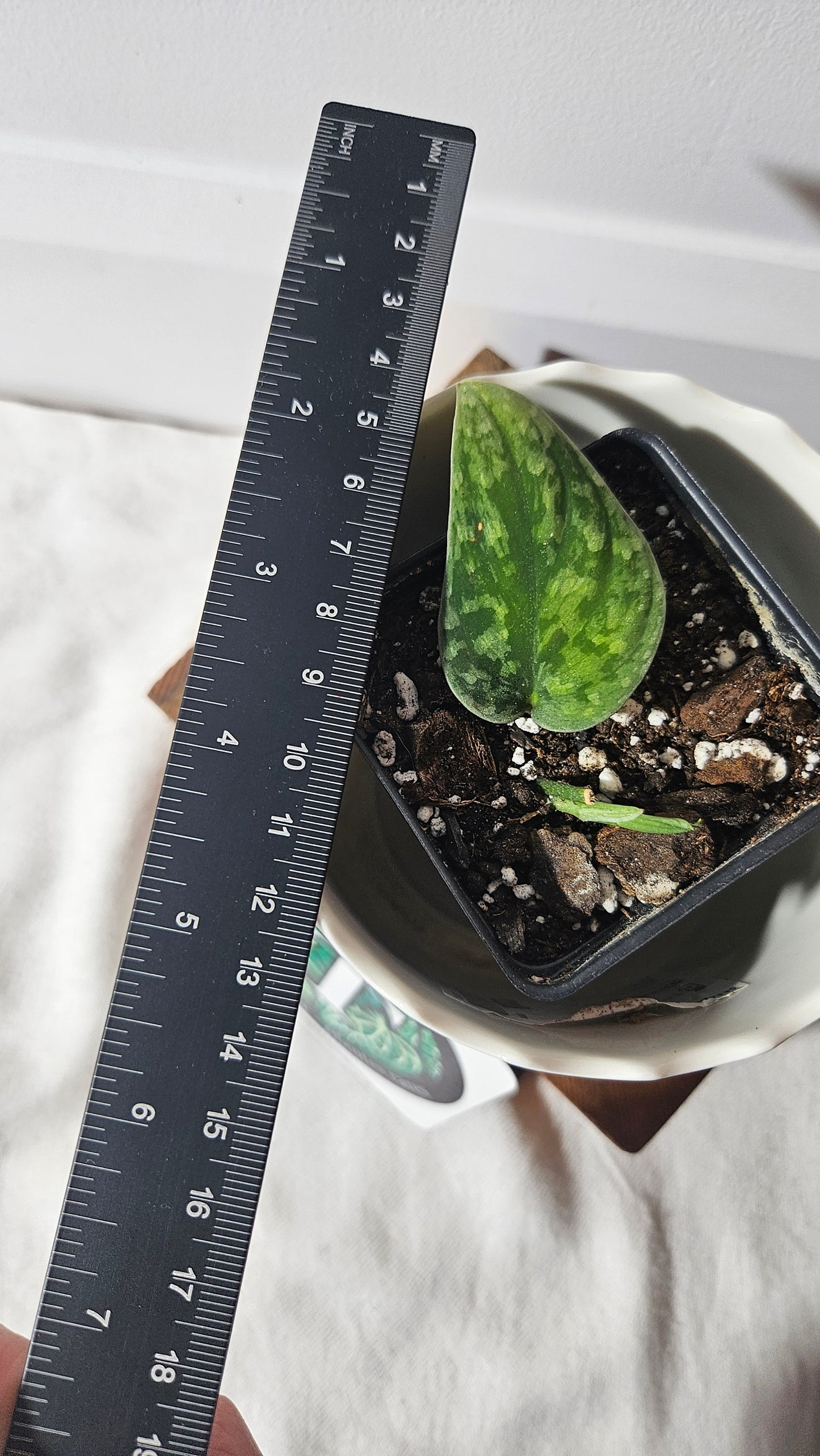 Scindapsus Snow Flake (SCI-871)