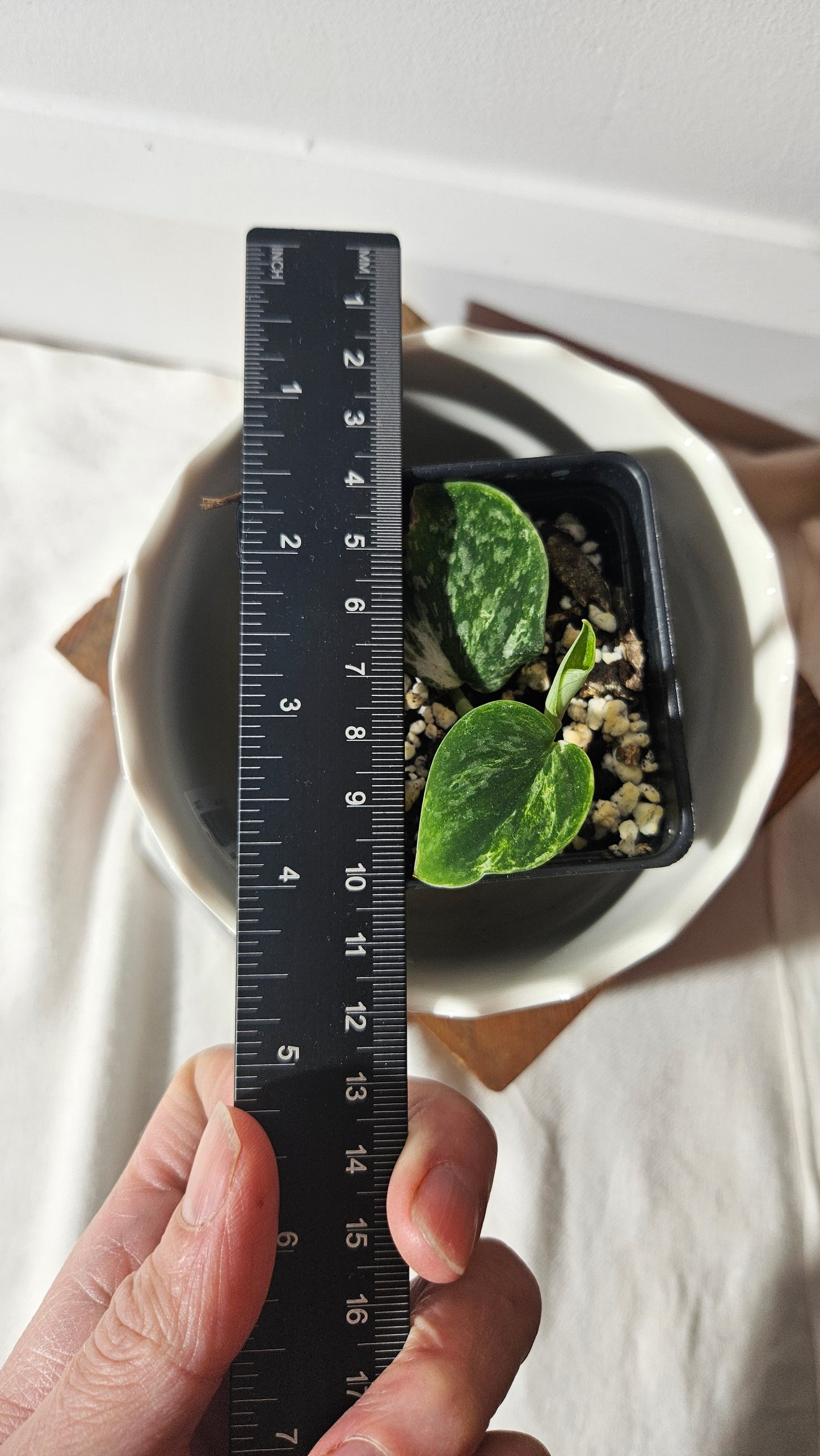 Scindapsus Argyraeus Albo (SCI-872)