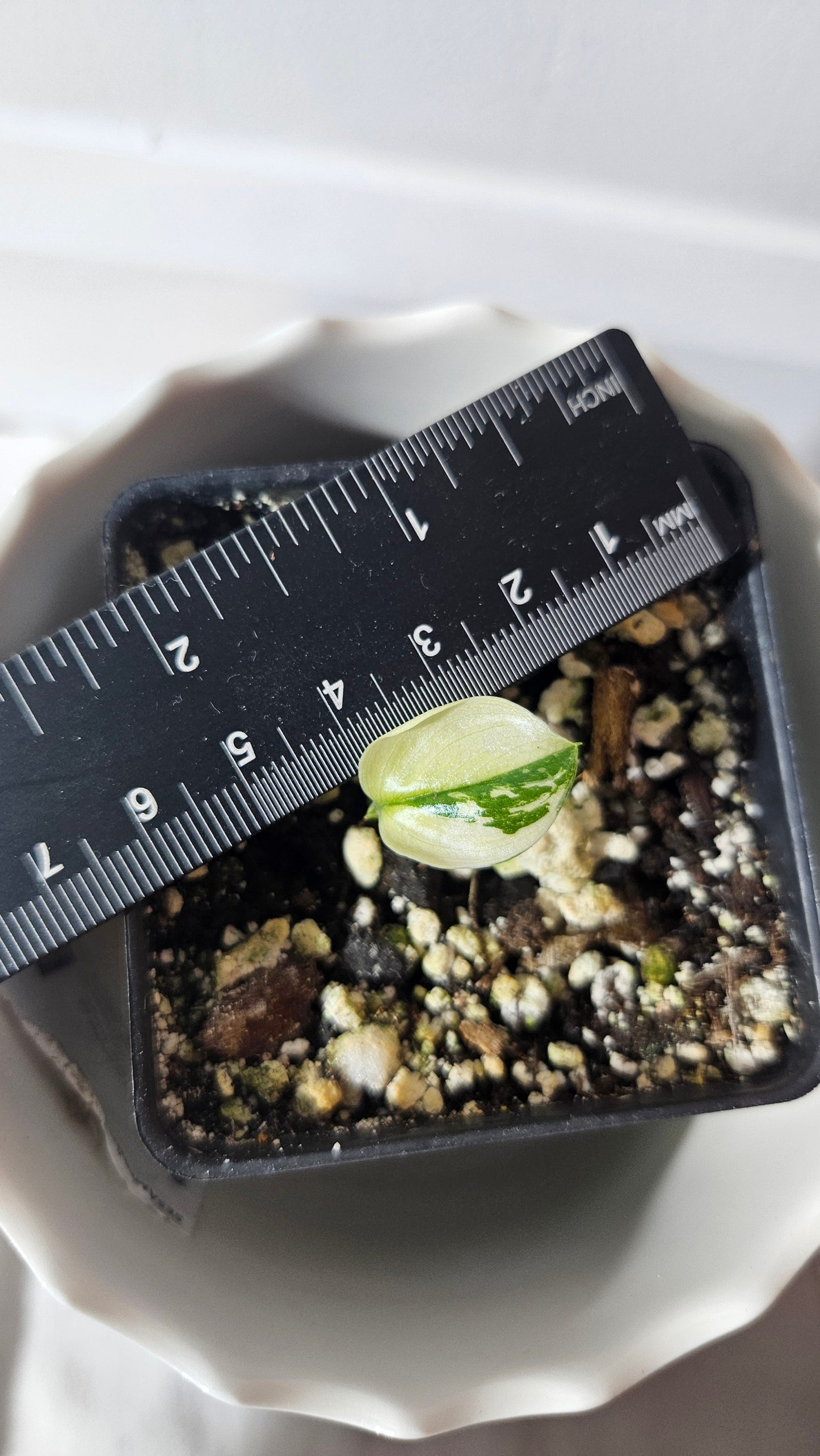 Scindapsus Moonlight Mint (SCI-873)