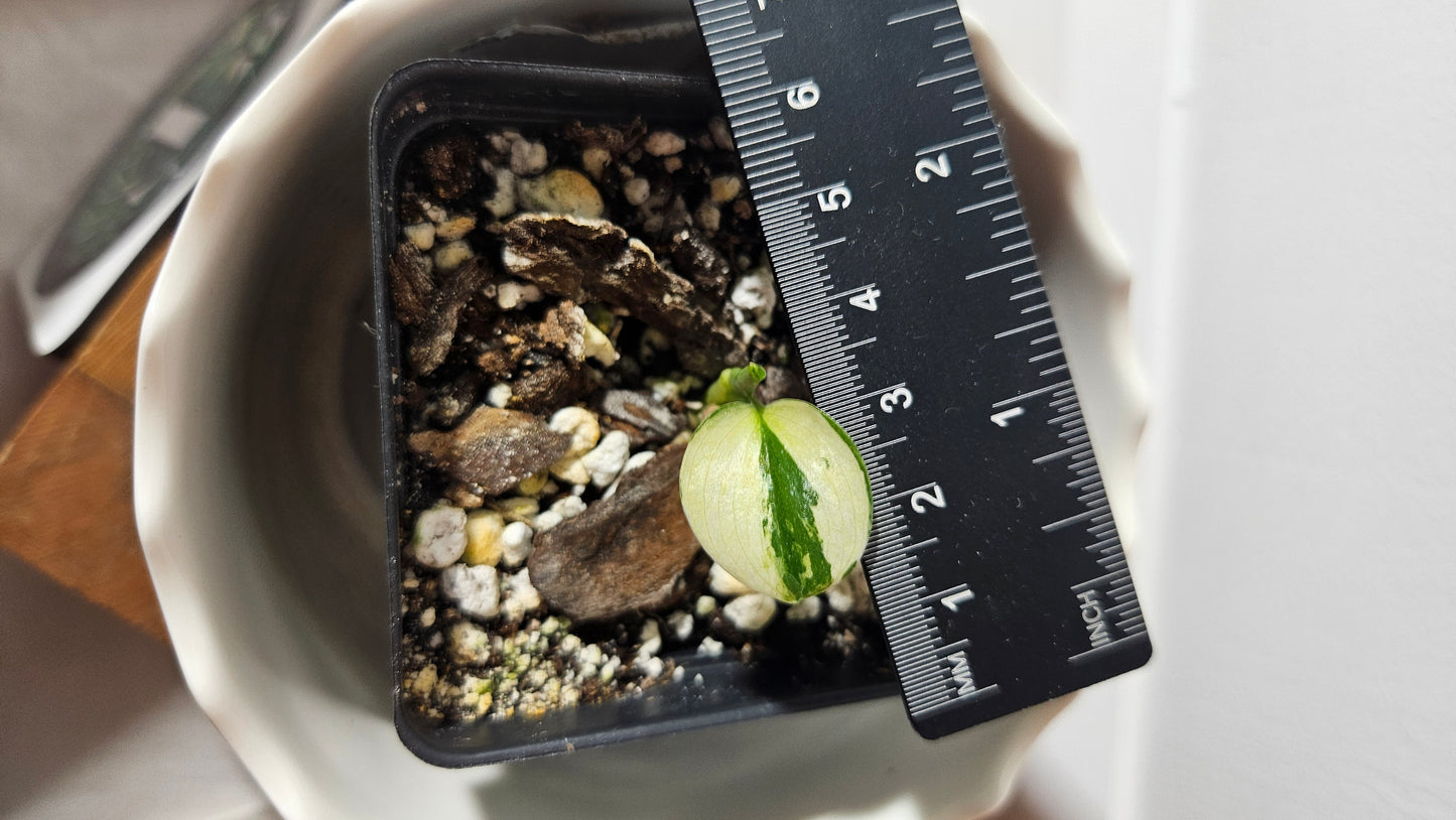 Scindapsus Moonlight Mint (SCI-874)