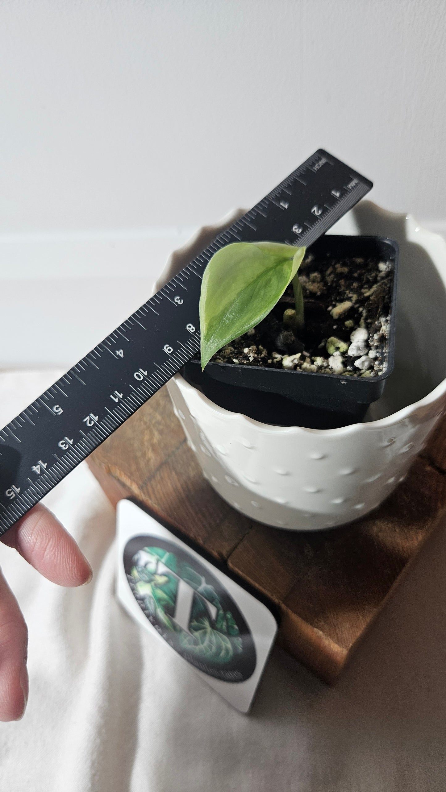 Scindapsus Jade Satin Albo (SCI-876)