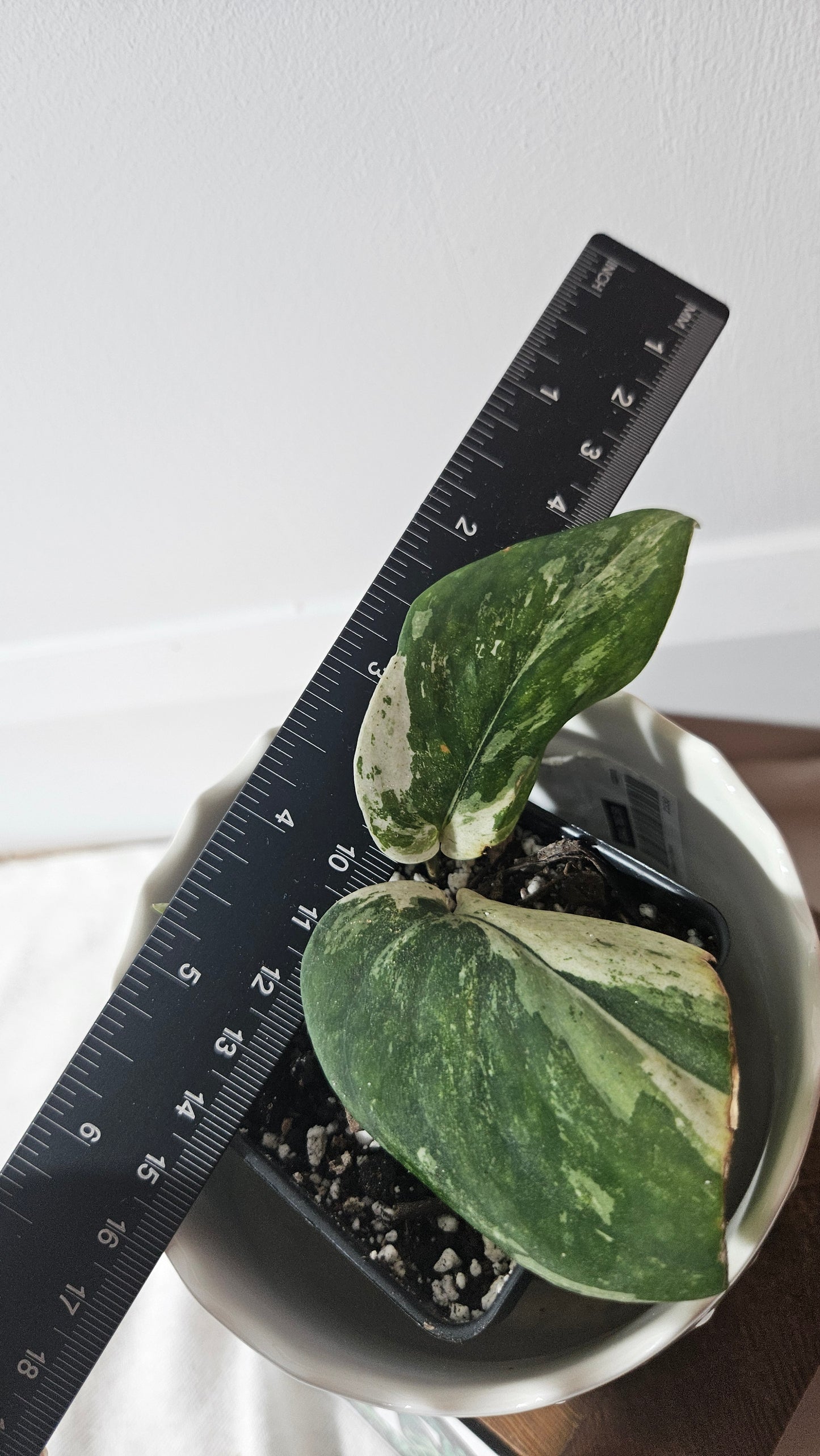 Scindapsus Silver Splash Variegata (SCI-878)