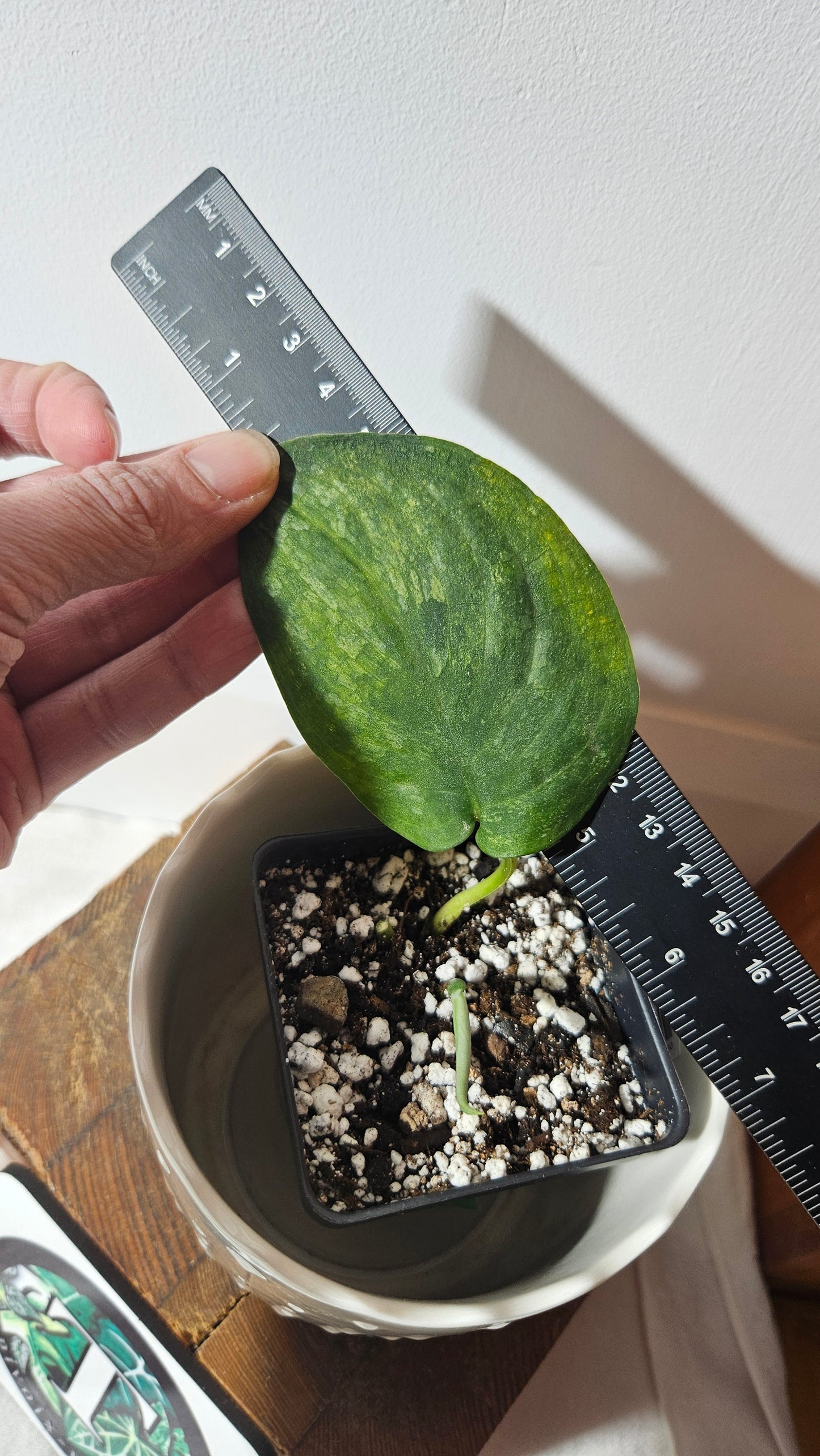 Scindapsus Silver Splash "Green on Green" (SCI-879)