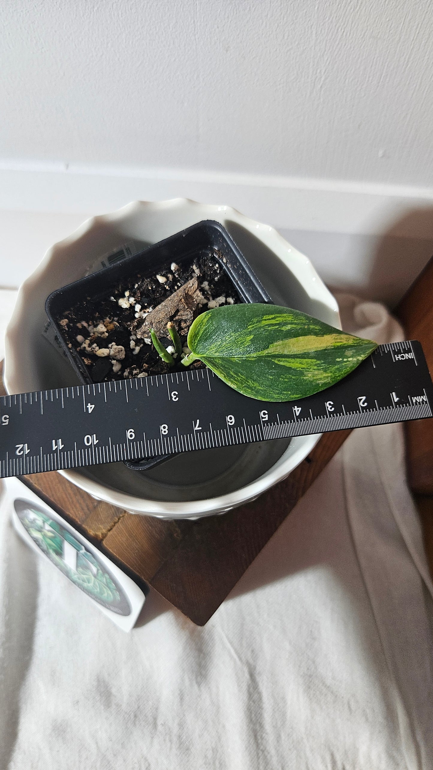 Scindapsus Rubicon (SCI-880)