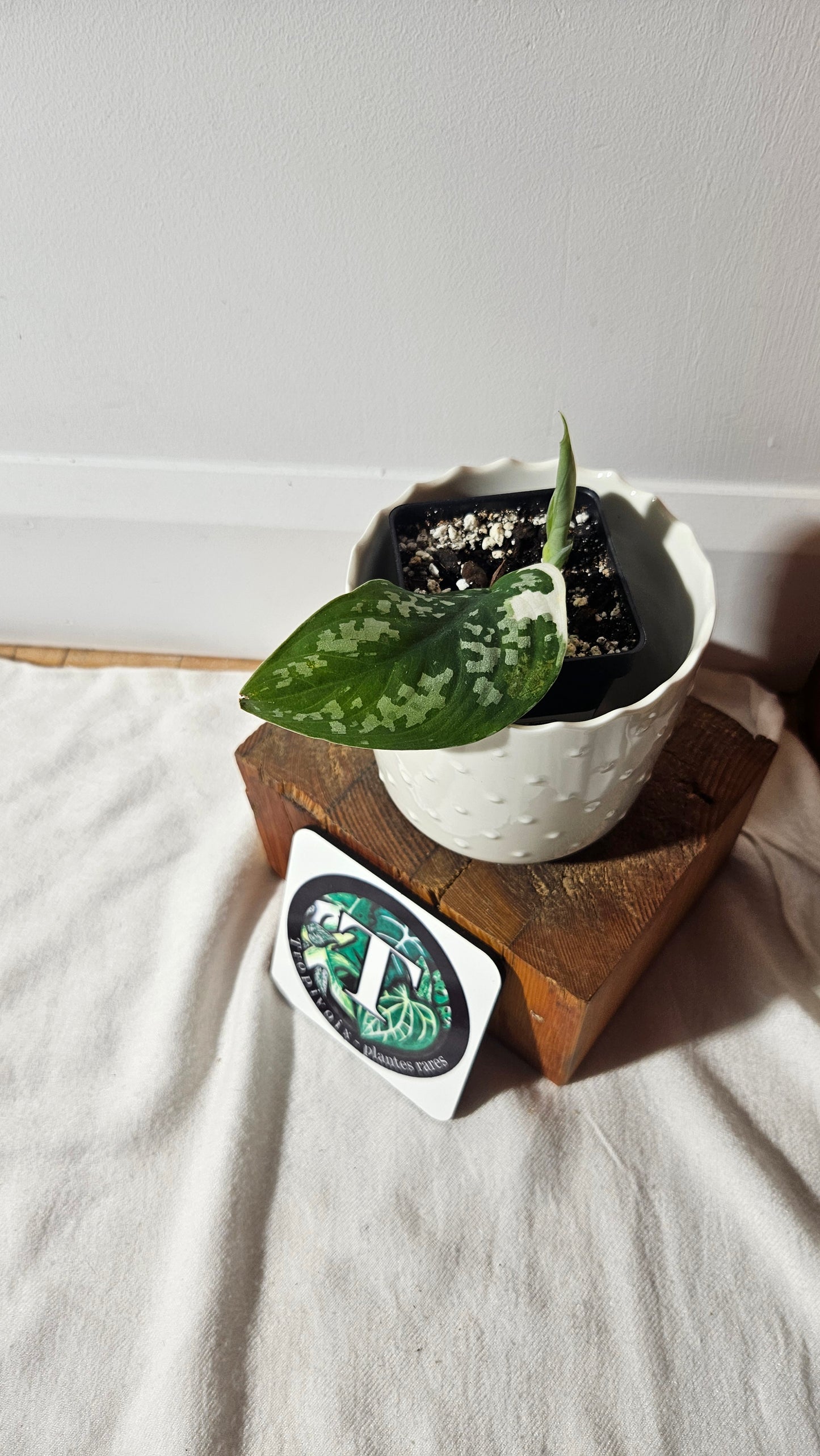 Scindapsus Hologram (SCI-882)