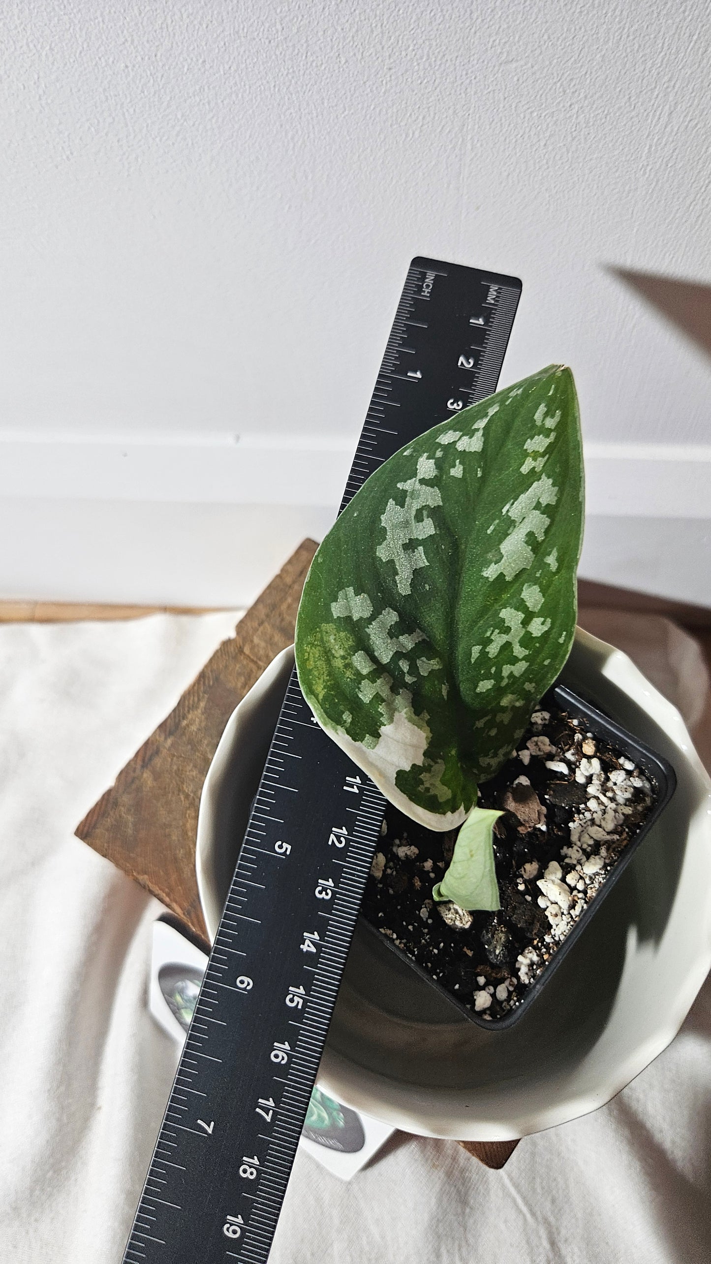 Scindapsus Simbara (SCI-883)