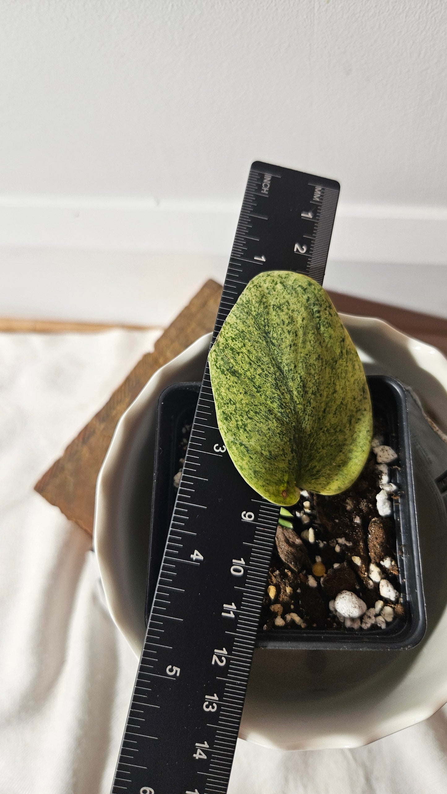 Scindapsus Jade Satin Golden Mint (SCI-884)