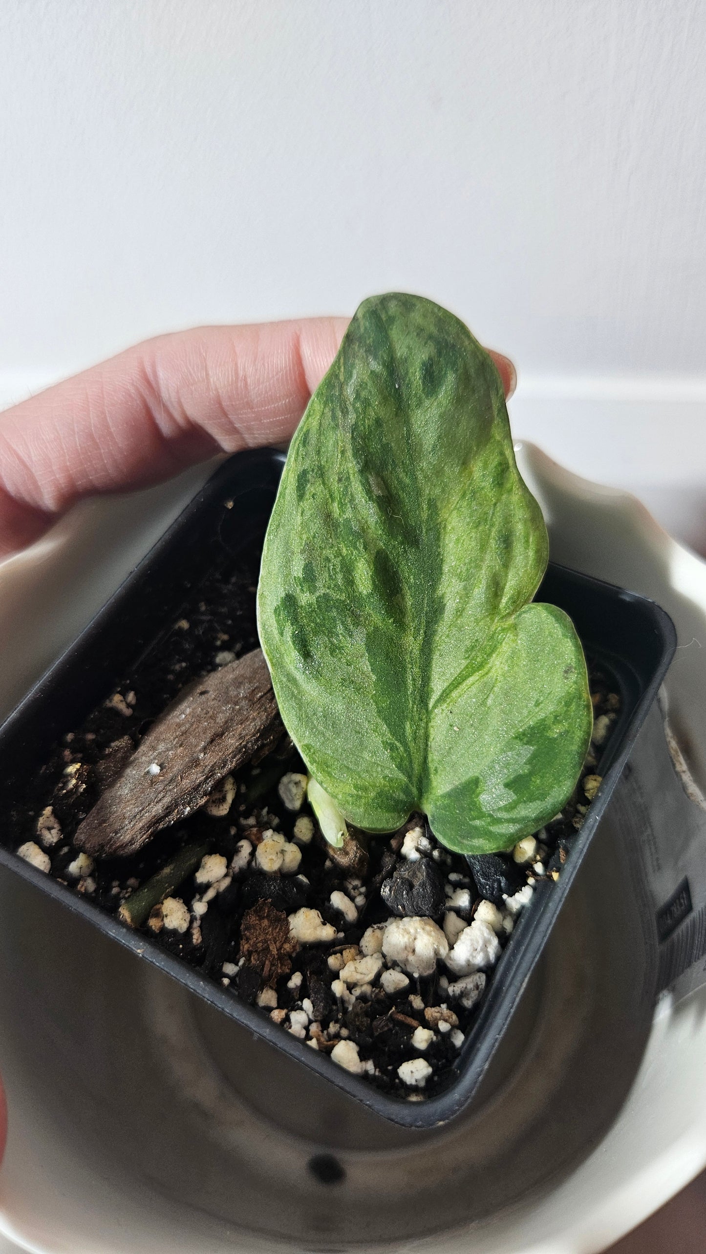 Scindapsus Blue Sky (SCI-886)