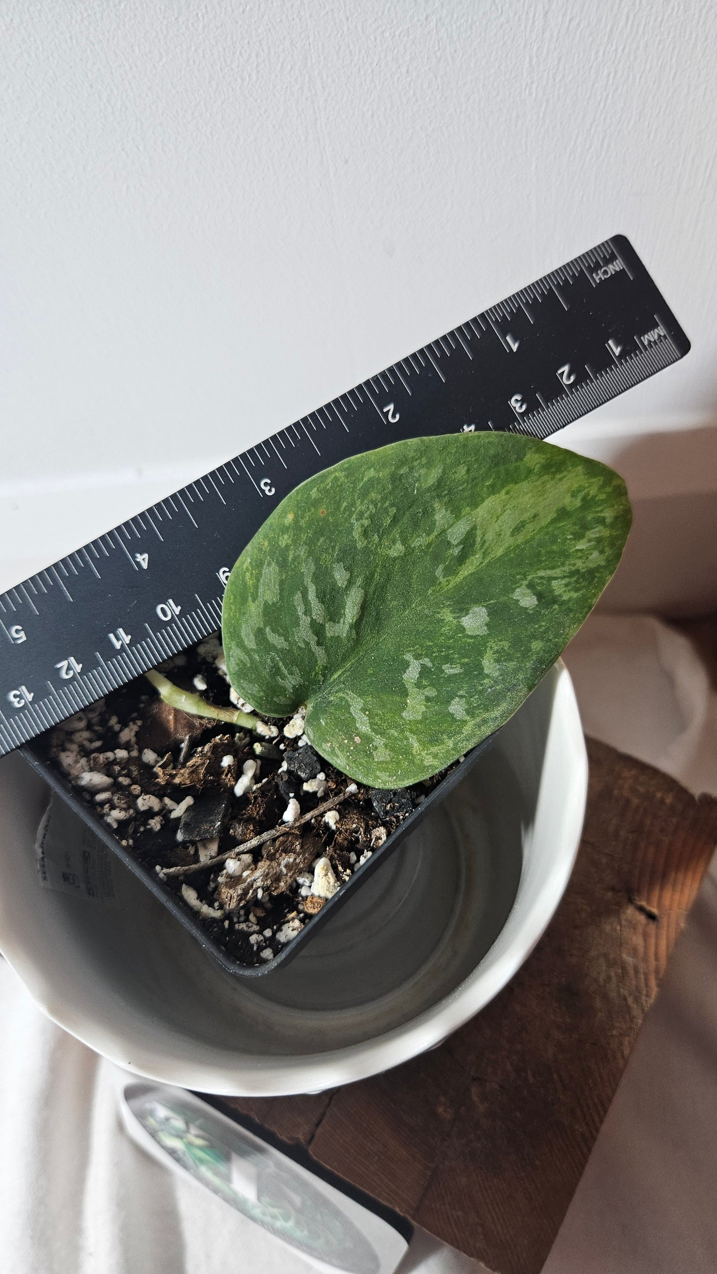 Scindapsus Blue Sky (SCI-887)