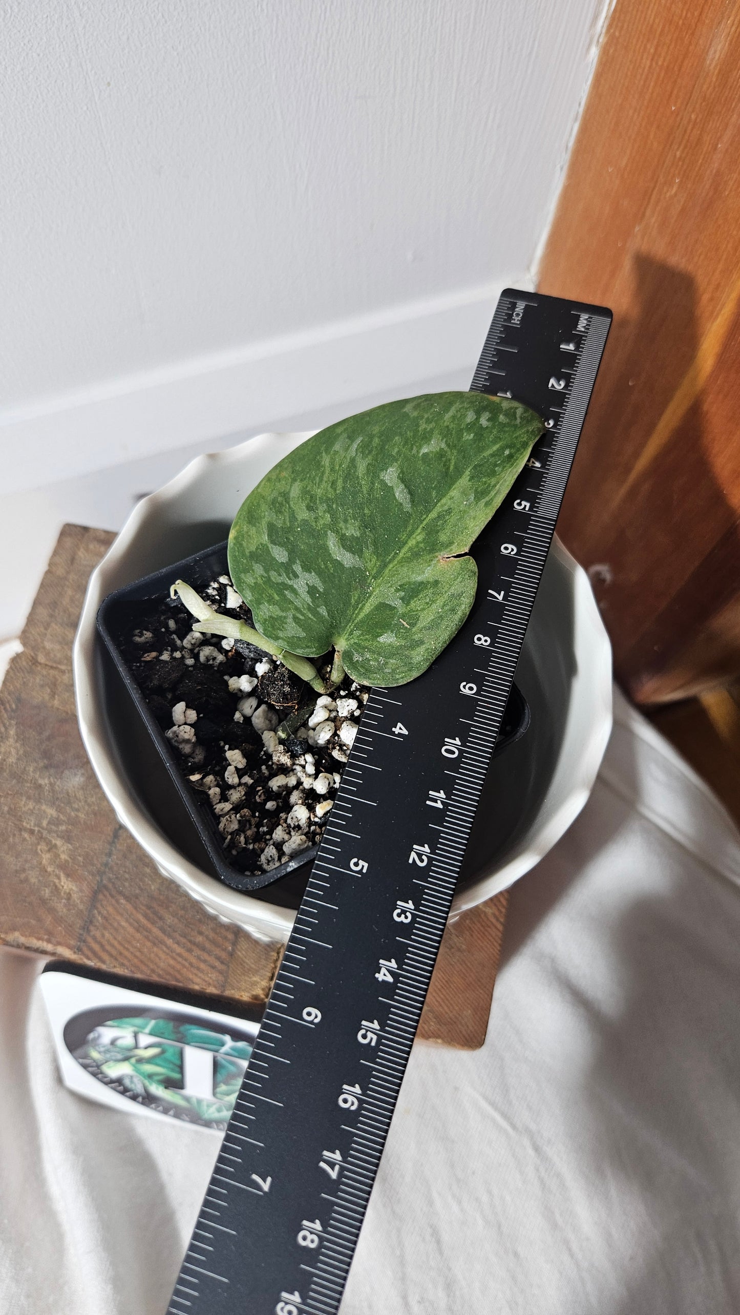 Scindapsus Blue Sky (SCI-888)