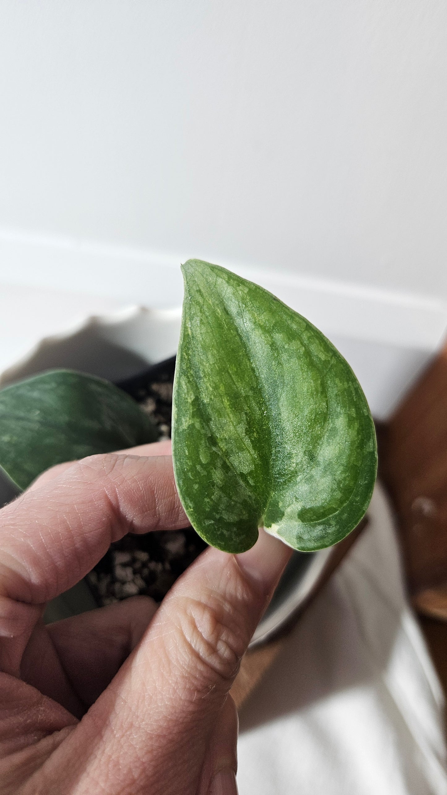 Scindapsus Silver Tattoo Variegata (SCI-889)