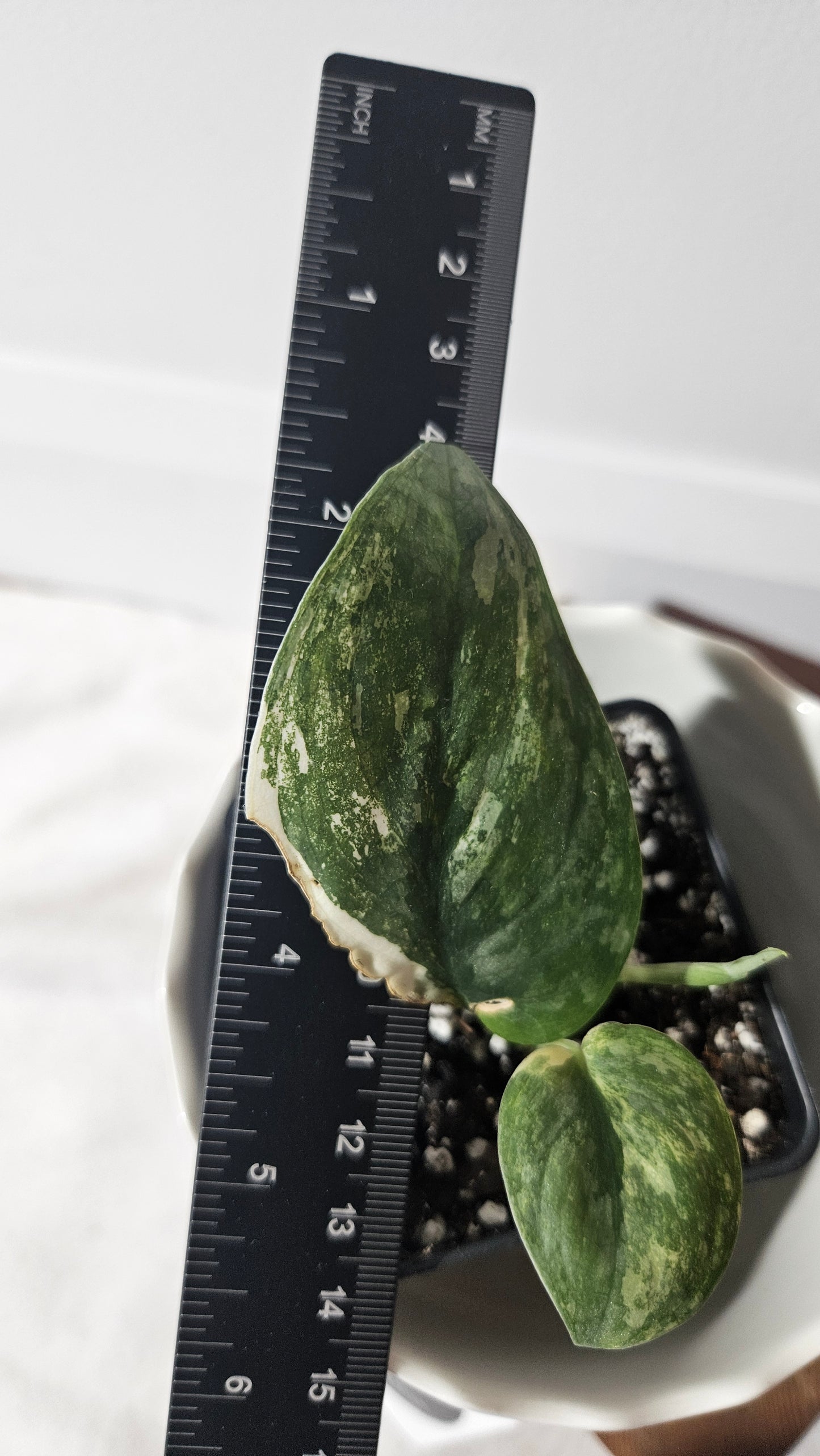 Scindapsus Silver Tattoo Variegata (SCI-890)