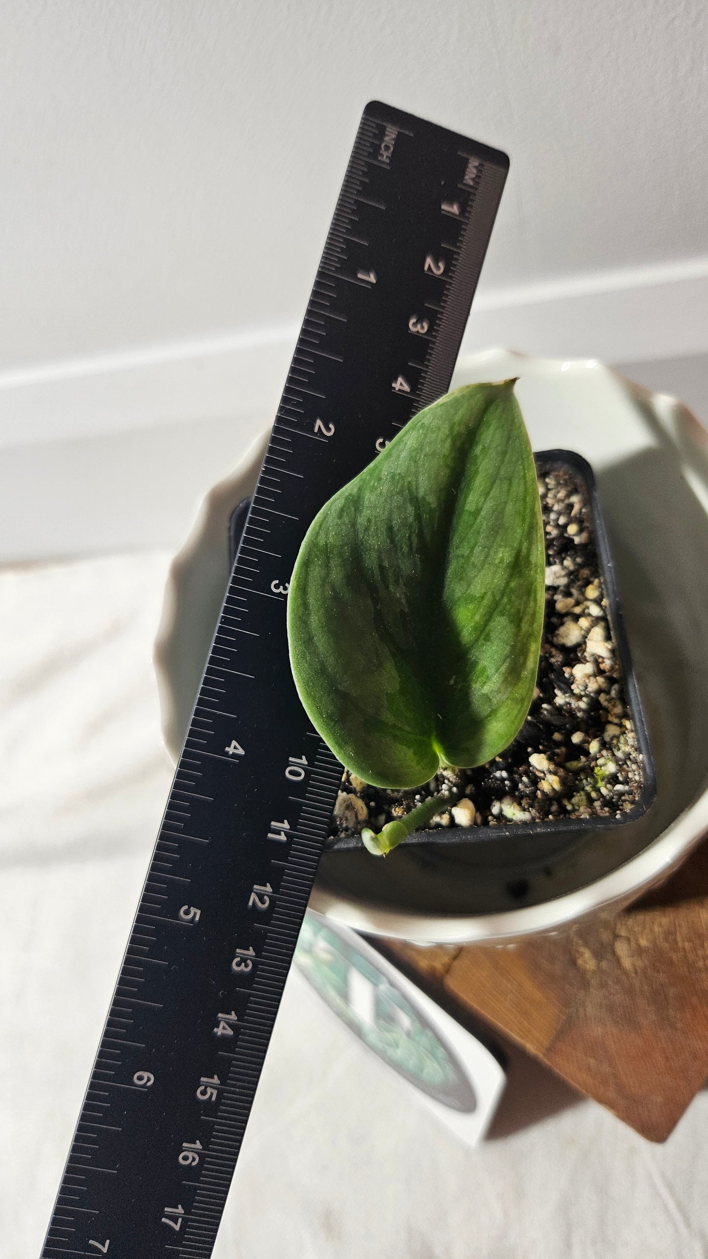 Scindapsus Silver Knight Variegata (SCI-891)