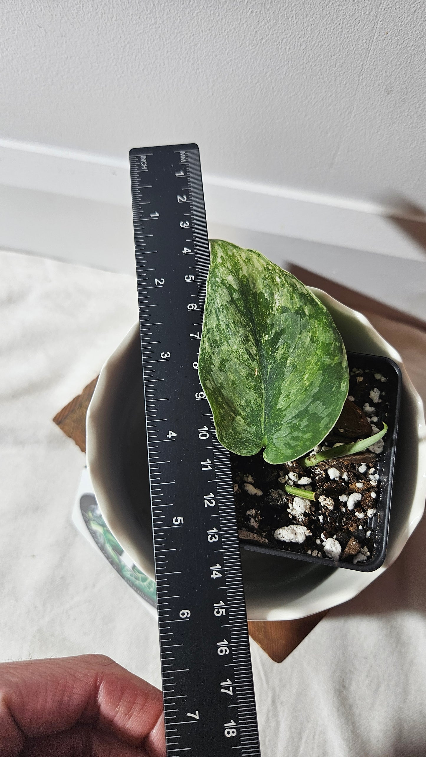 Scindapsus Exotica Salaka Variegata (SCI-894)