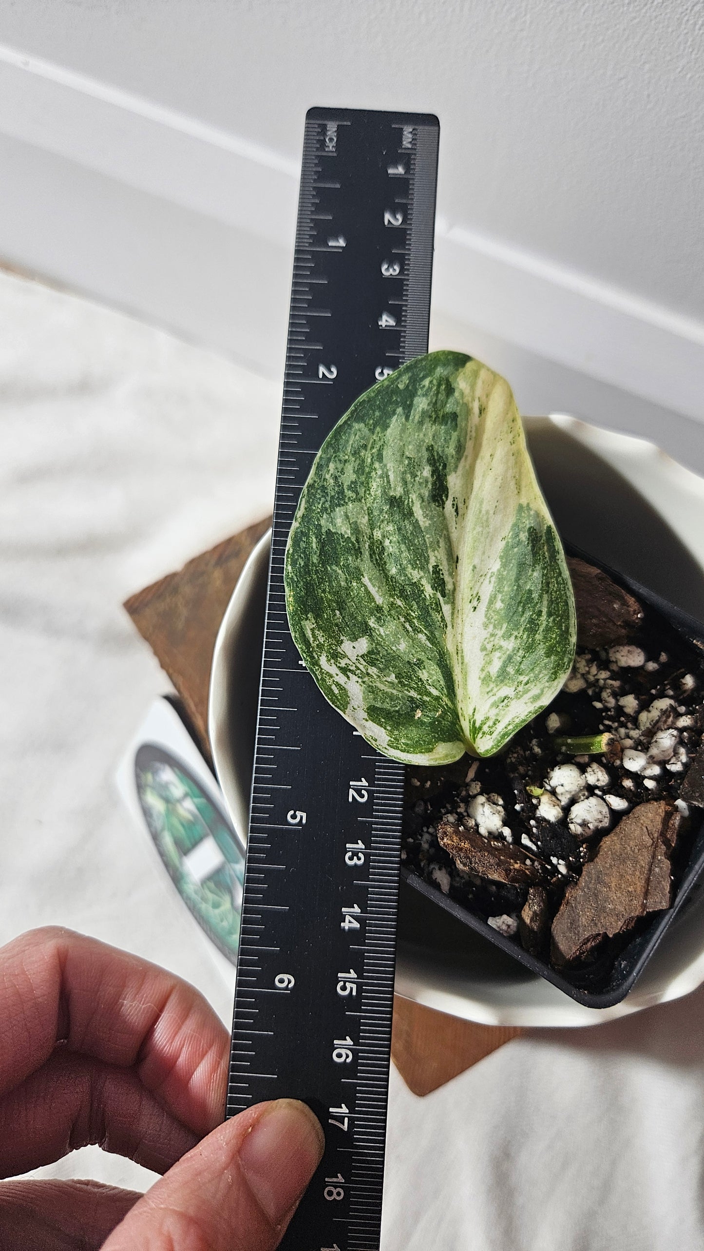 Scindapsus Exotica Salaka Variegata (SCI-895)