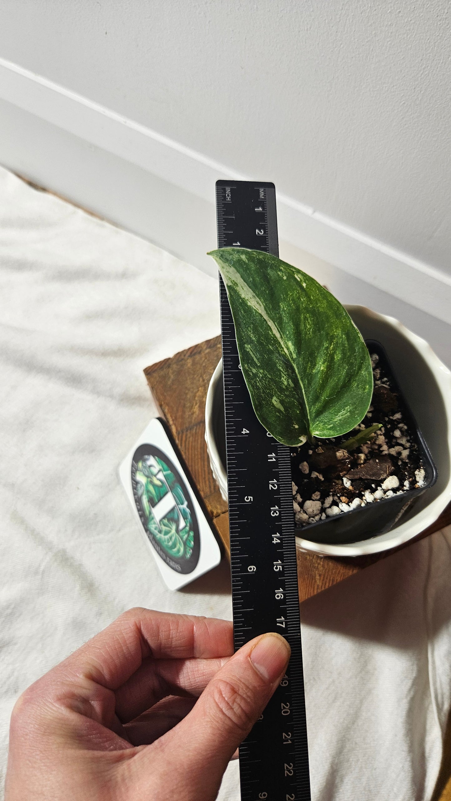 Scindapsus Exotica Salaka Tricolore (SCI-896)