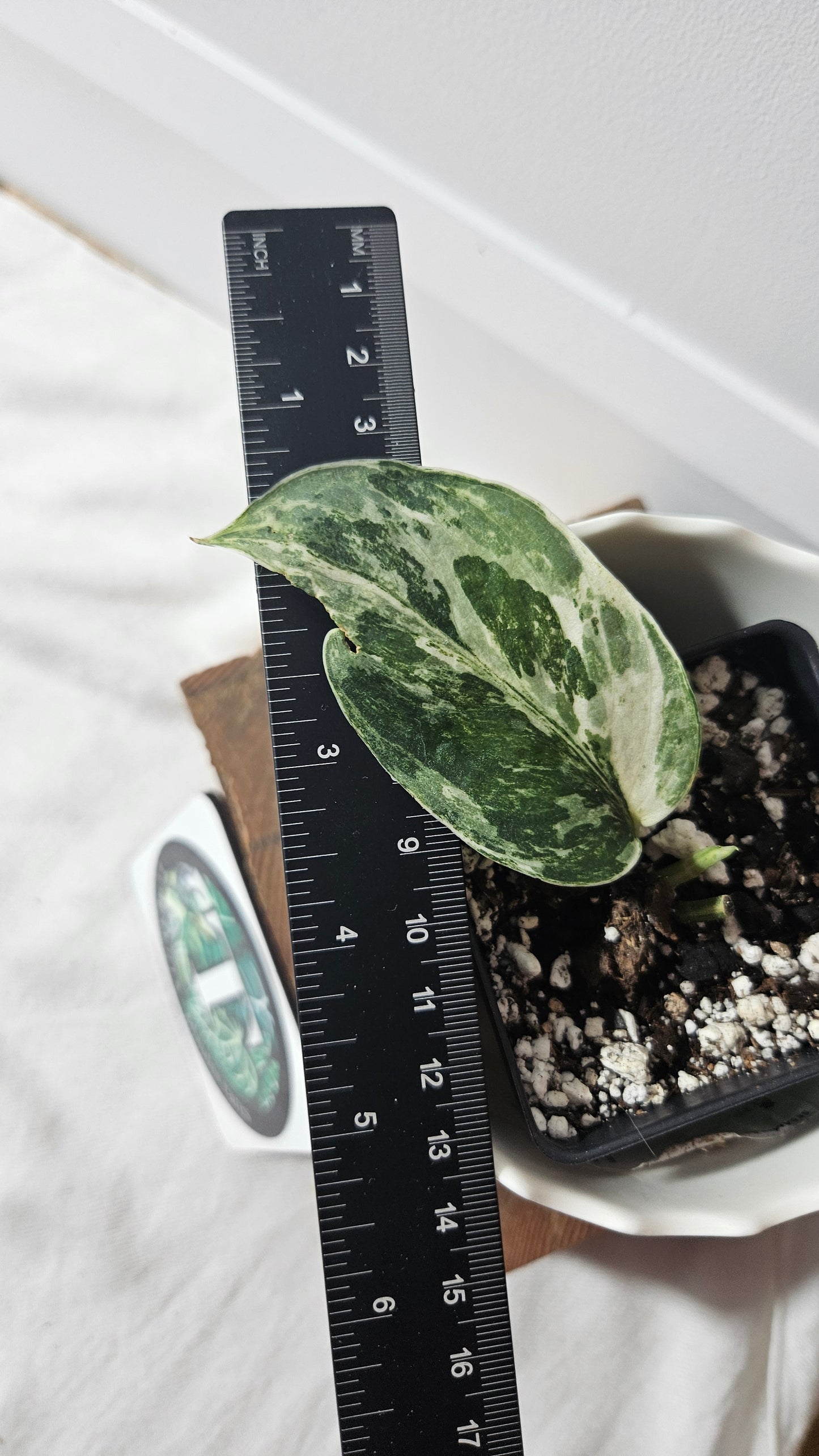 Scindapsus Exotica Salaka Tricolore (SCI-897)