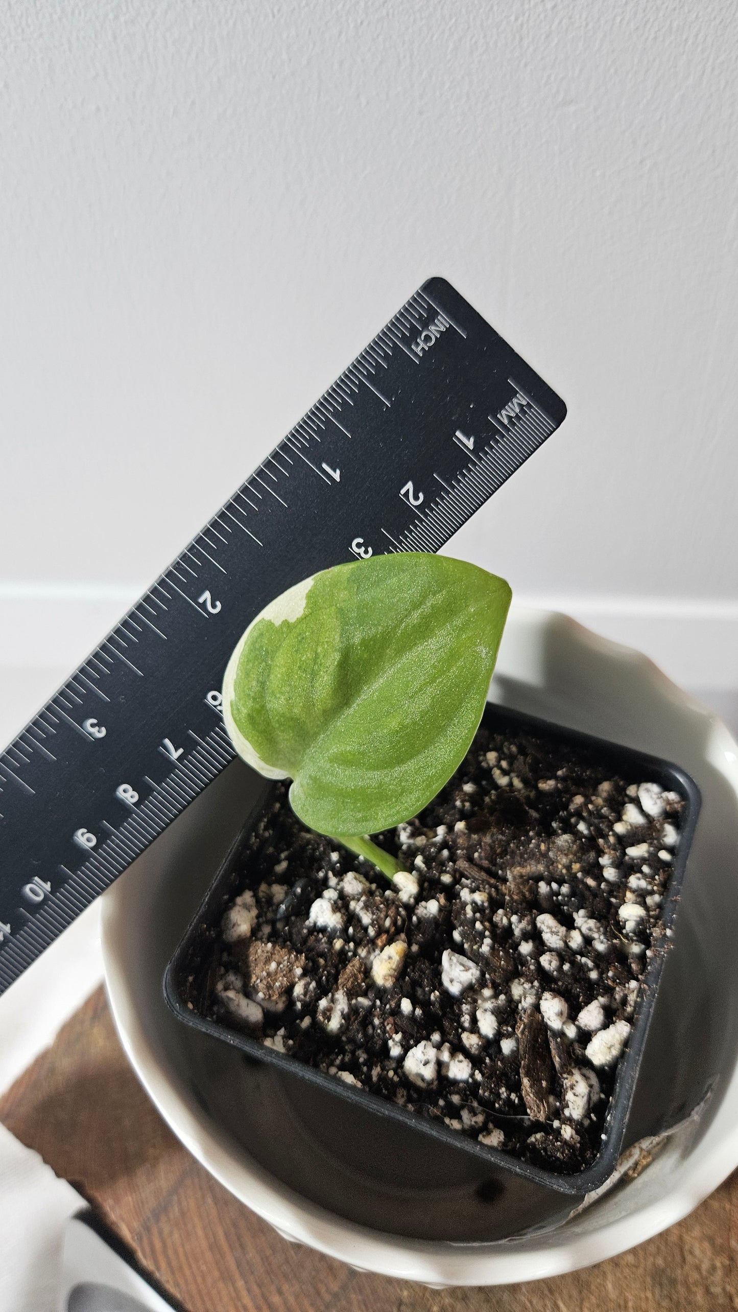 Scindapsus Mangurai (SCI-722)