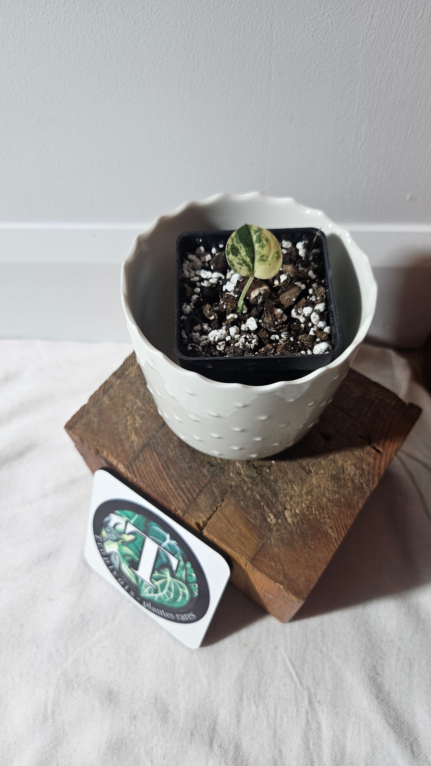 Scindapsus Mangurai (SCI-725)