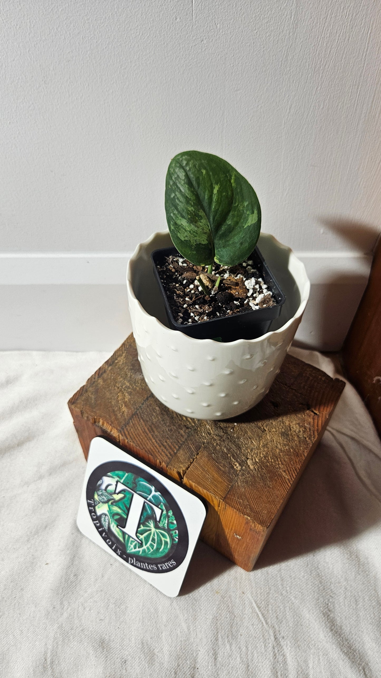 Scindapsus Black Dragon Variegata (SCI-900)