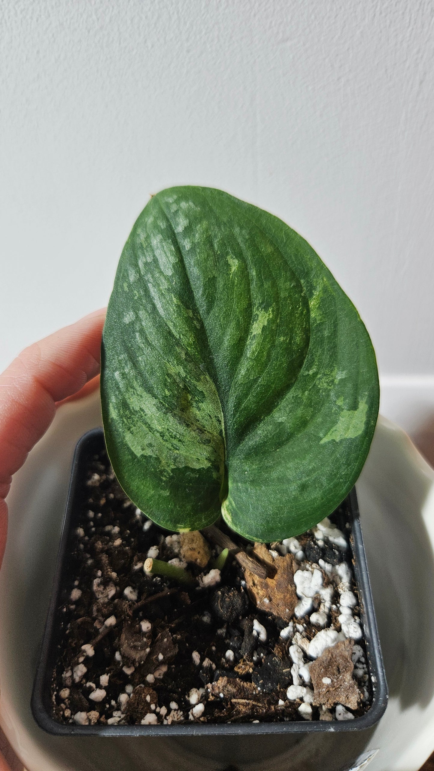 Scindapsus Black Dragon Variegata (SCI-900)