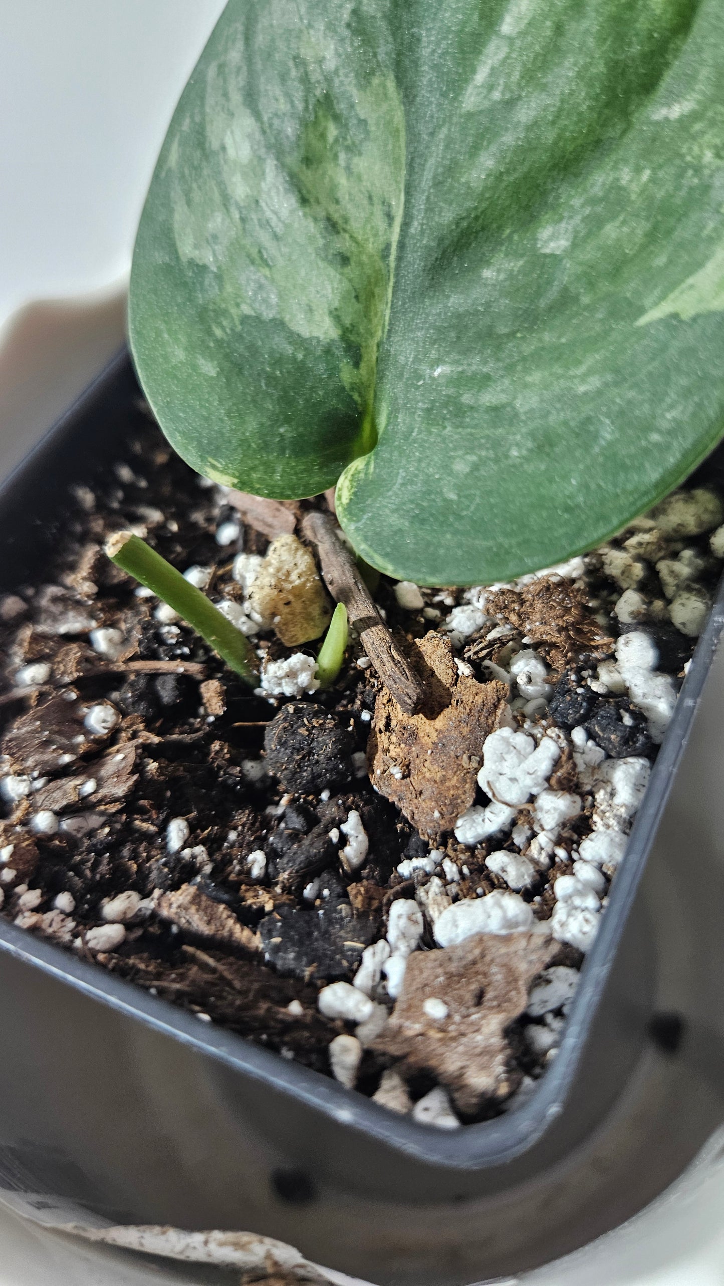 Scindapsus Black Dragon Variegata (SCI-900)