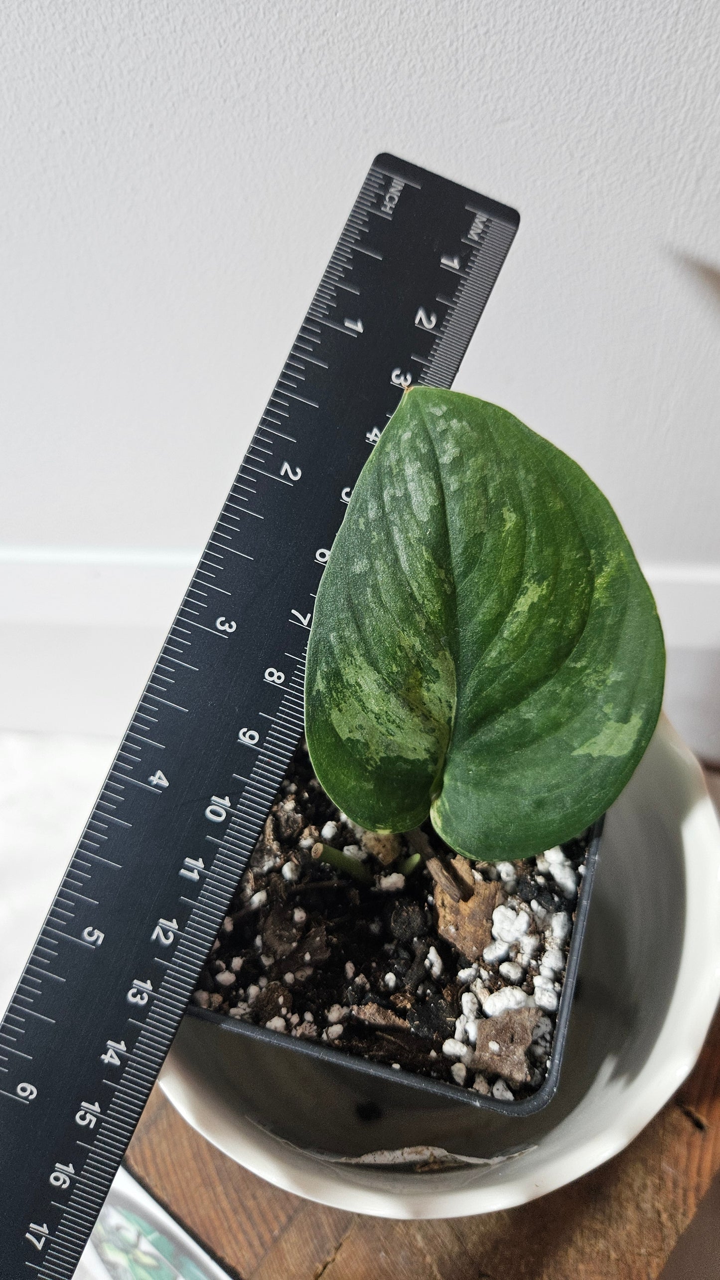 Scindapsus Black Dragon Variegata (SCI-900)