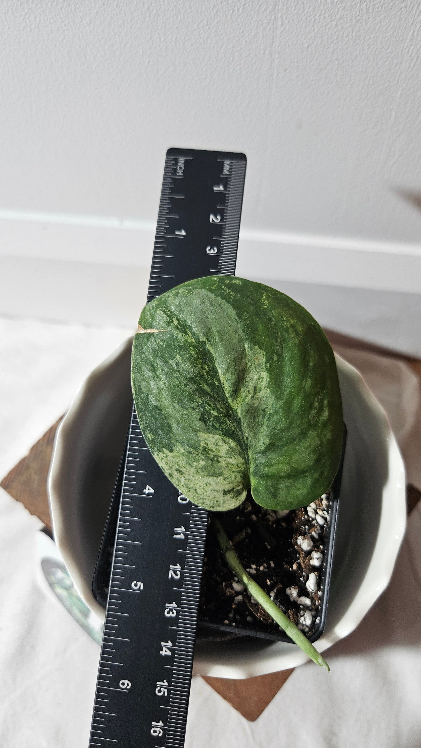 Scindapsus Black Dragon Variegata (SCI-901)