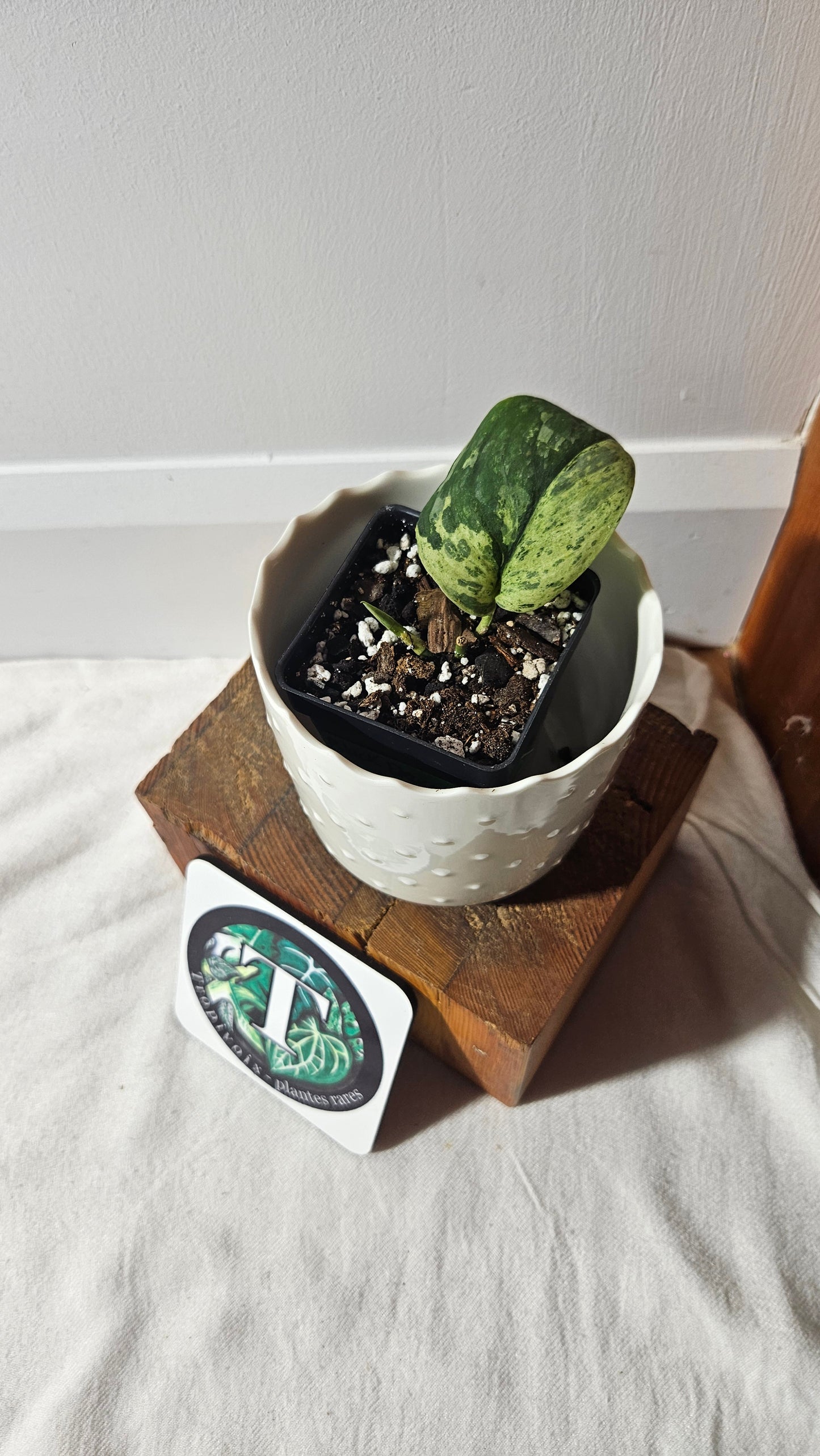 Scindapsus Black Dragon Variegata (SCI-902)