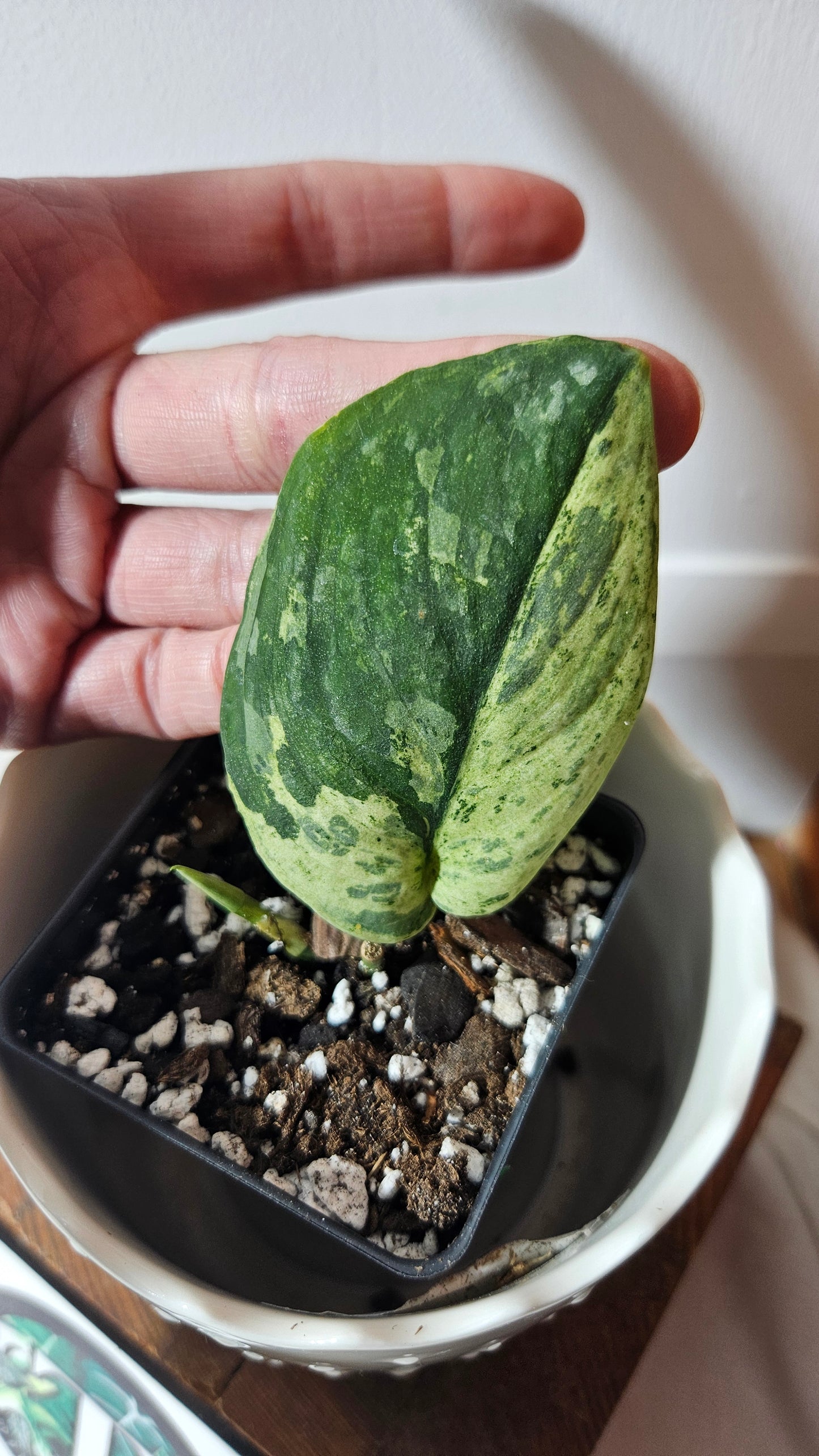 Scindapsus Black Dragon Variegata (SCI-902)