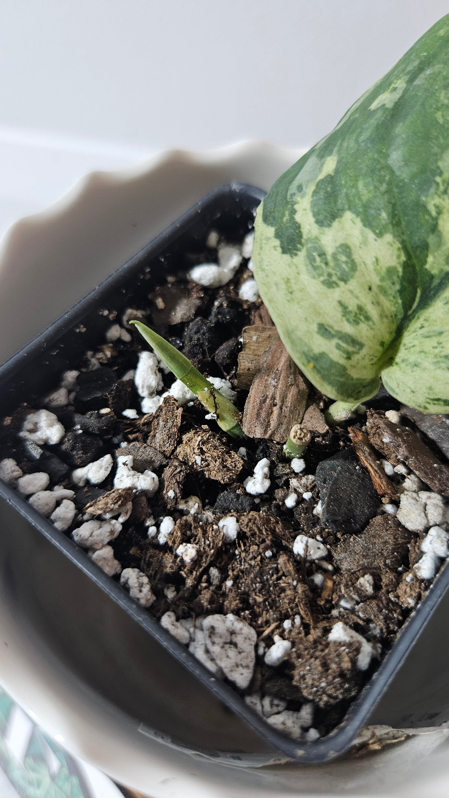 Scindapsus Black Dragon Variegata (SCI-902)