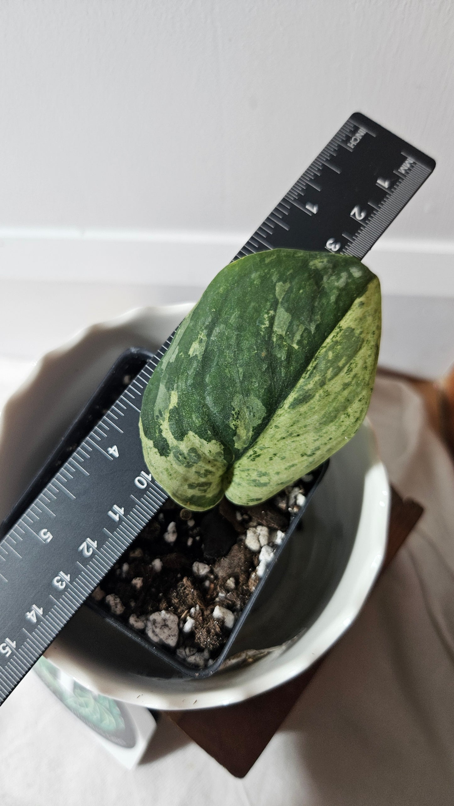Scindapsus Black Dragon Variegata (SCI-902)