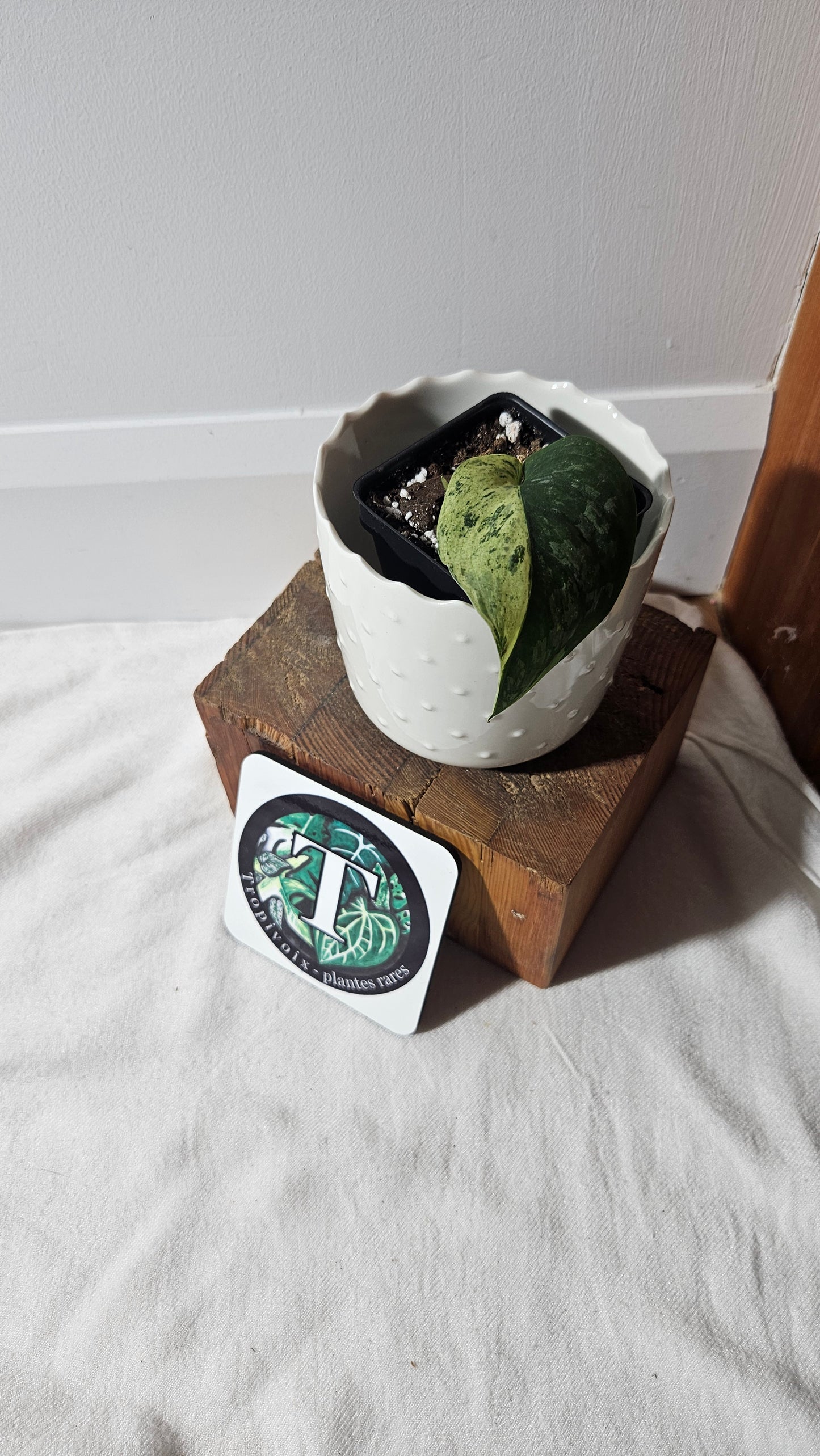 Scindapsus Black Dragon Variegata (SCI-903)