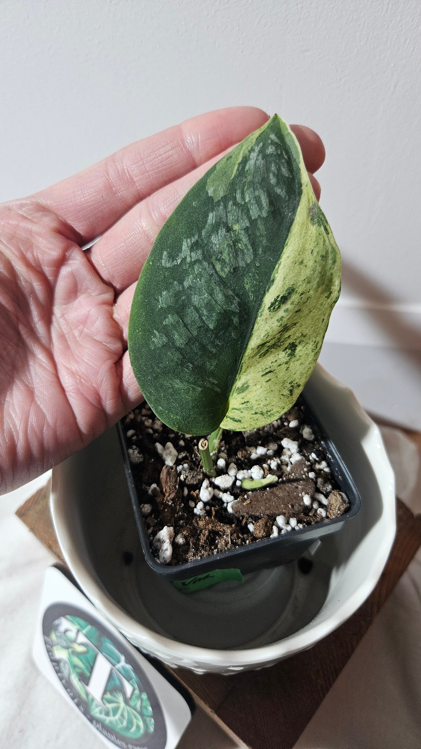 Scindapsus Black Dragon Variegata (SCI-903)