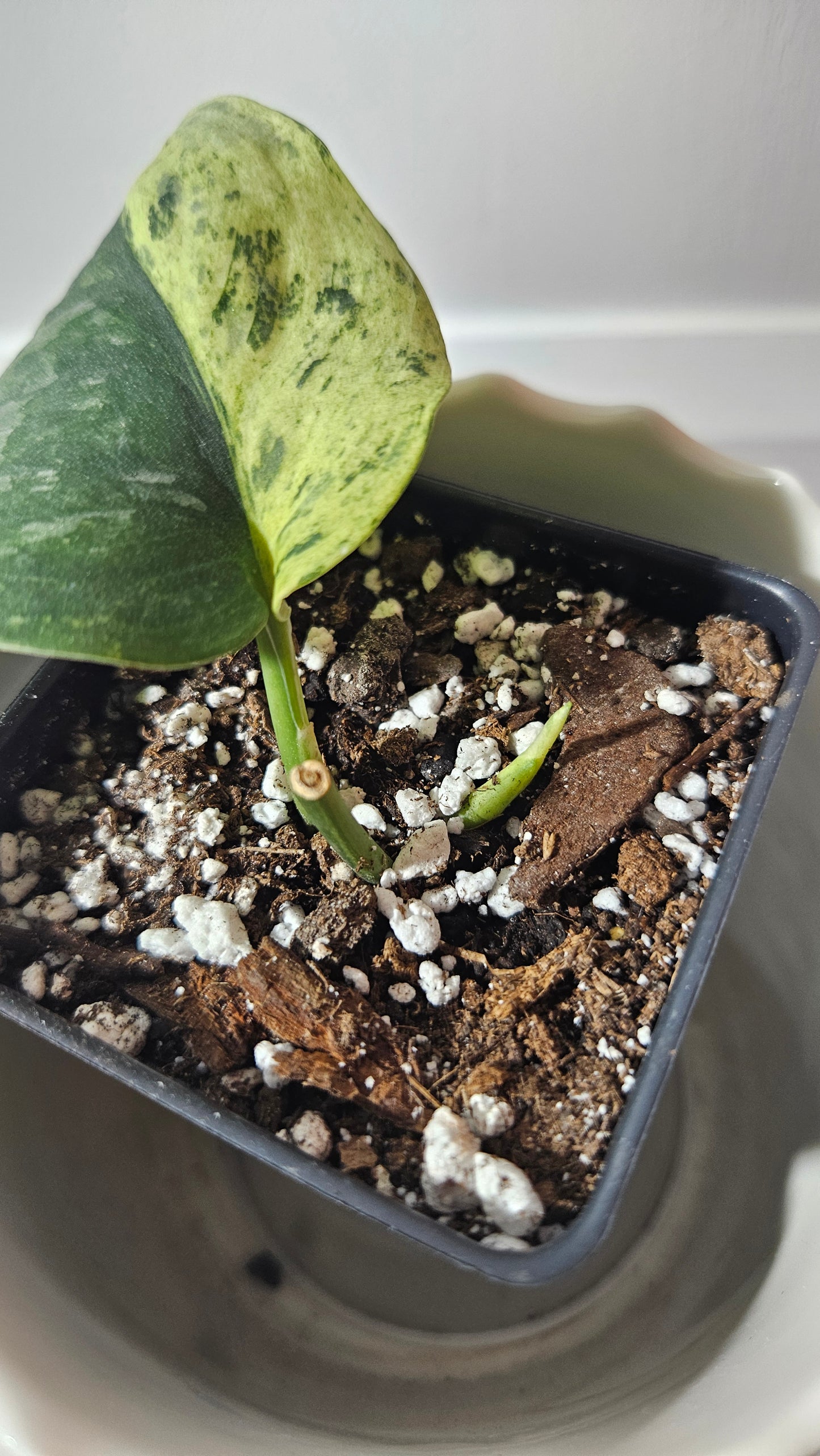 Scindapsus Black Dragon Variegata (SCI-903)