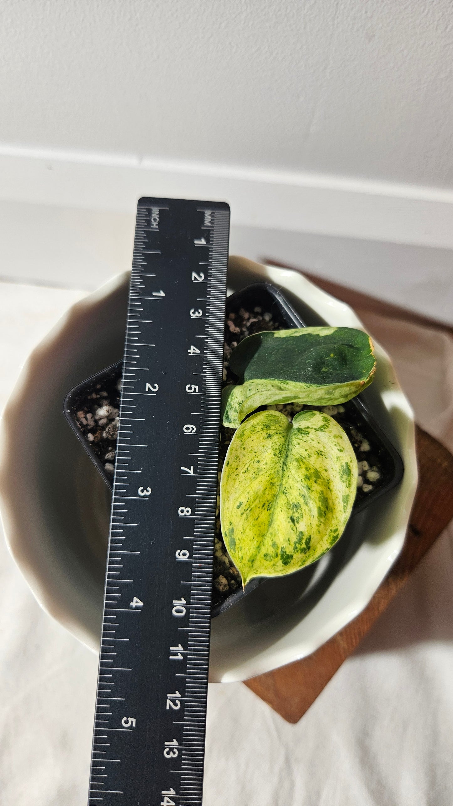 Scindapsus Léopard Variegata (SCI-904)