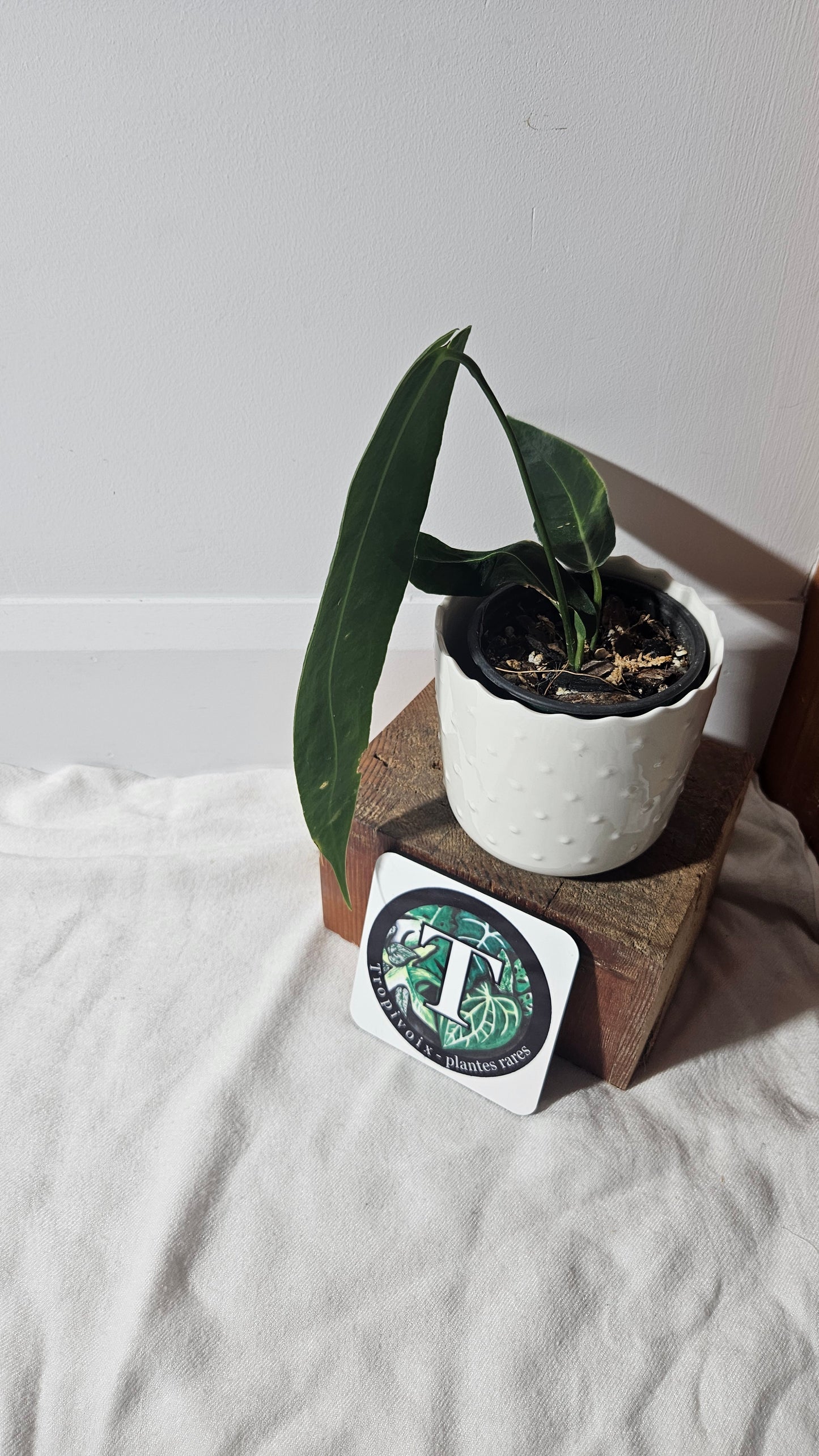 Anthurium Warocqueanum Dark "format MOYEN"(ANT-335)