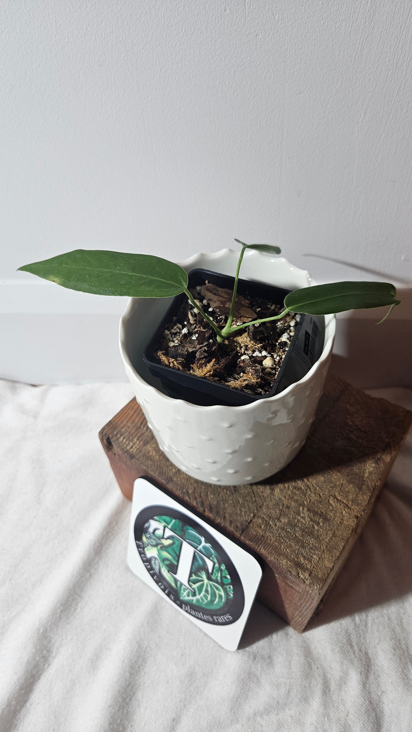 Anthurium Pallidiflorum "format PETIT"(ANT-336)