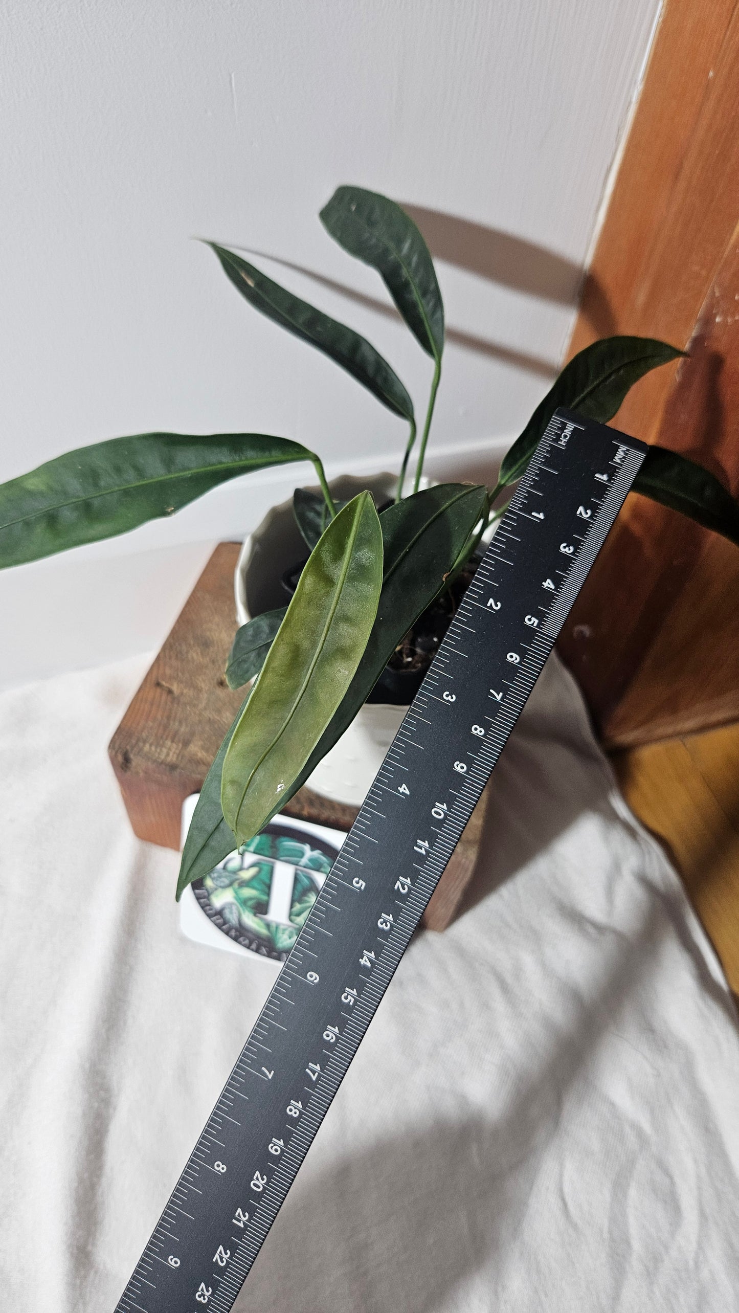 Anthurium Wendlingeri Aff "format MOYEN" (ANT-337)