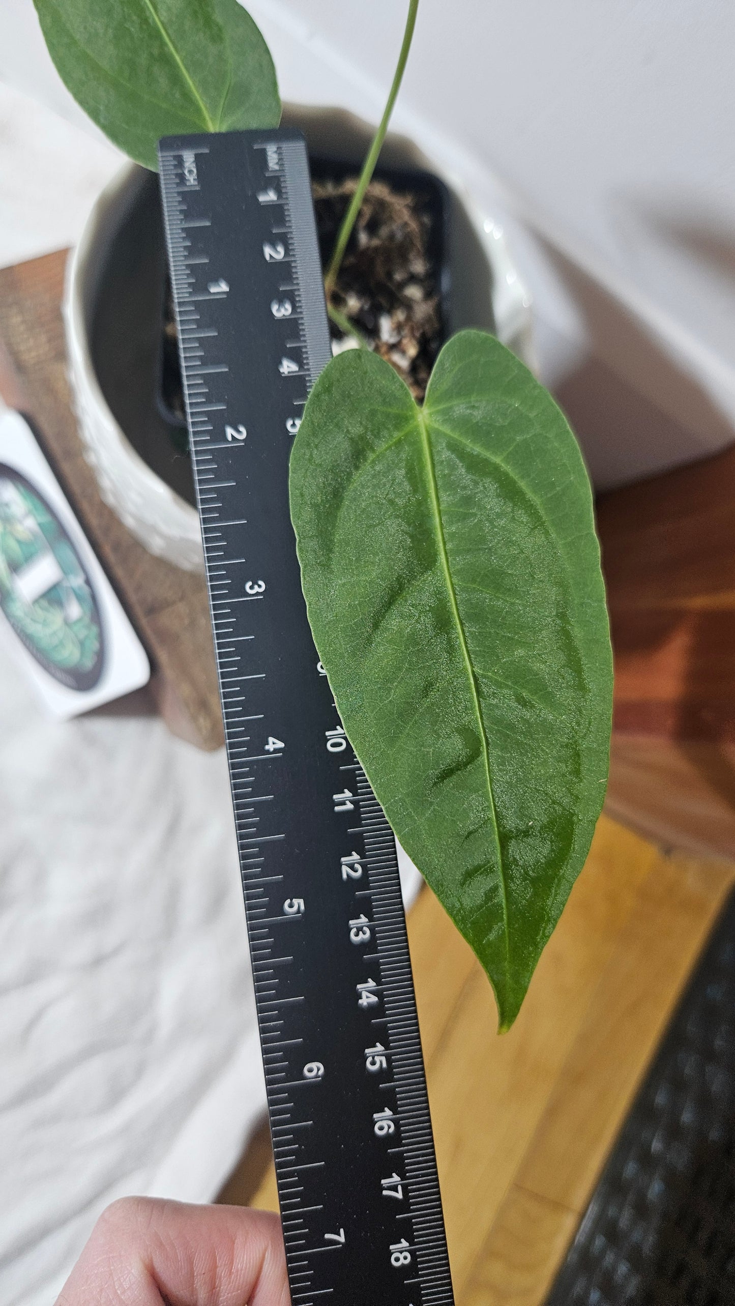 Anthurium Angarmarcanum "format PETIT" (ANT-339)