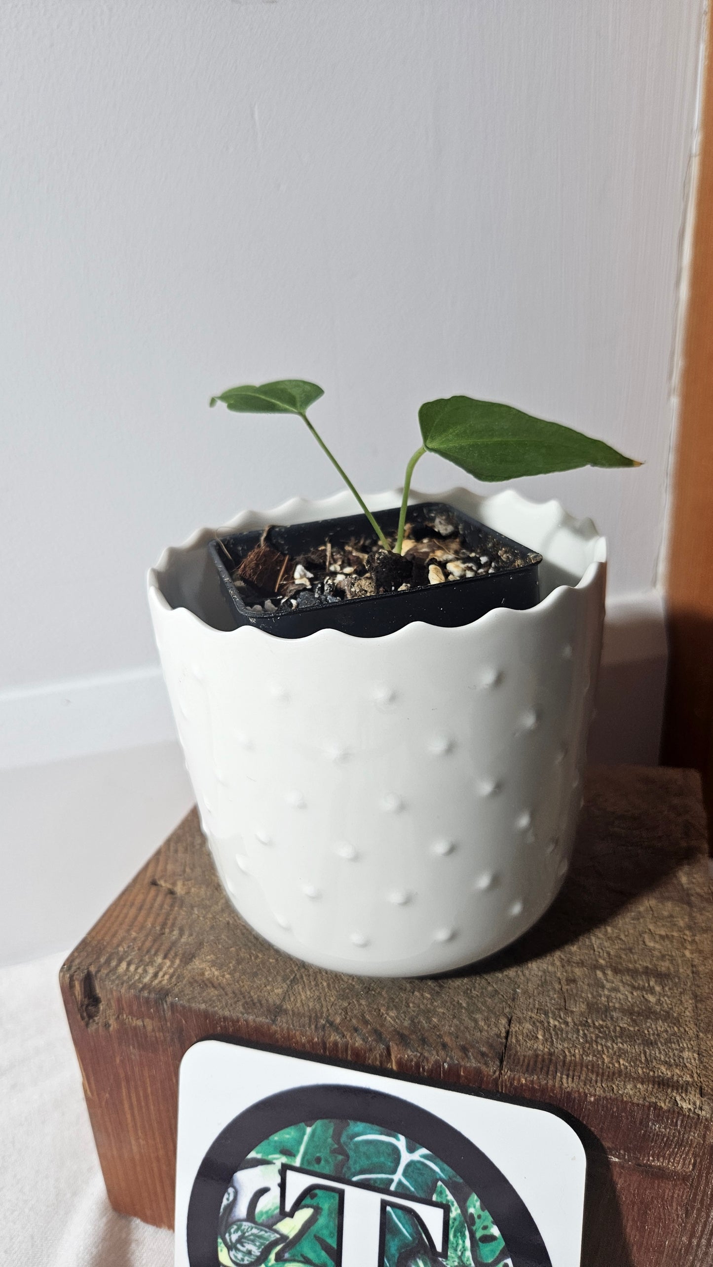 Anthurium Angarmarcanum "format SEEDLING" (ANT-340)