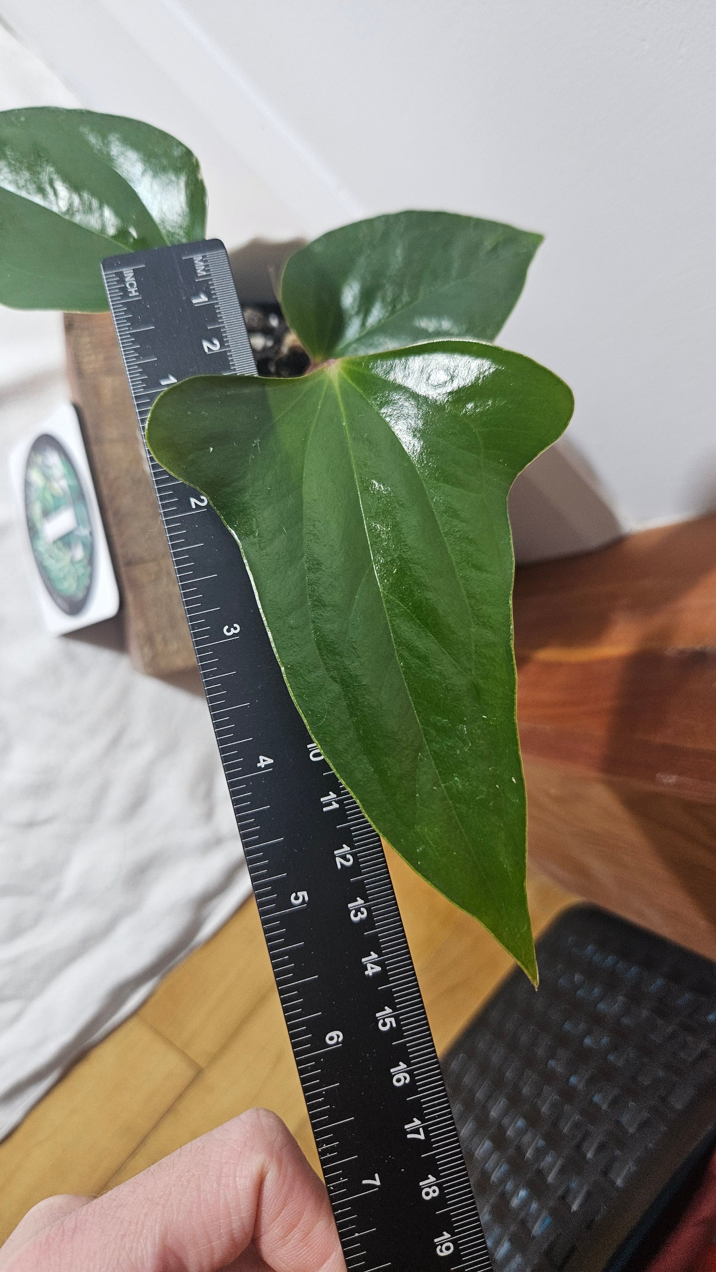 Anthurium Pinkleyi "format PETIT" (ANT-341)