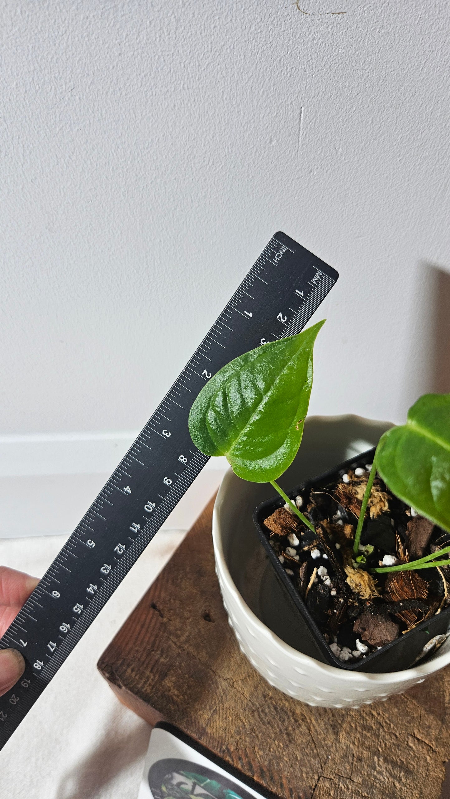 Anthurium Veitchii Super Narrow "format PETIT" (ANT-342)