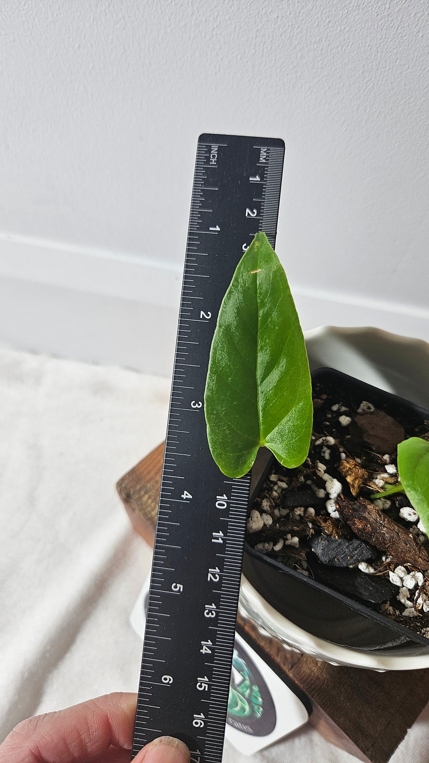Anthurium Balaoanum "format PETIT" (ANT-343)