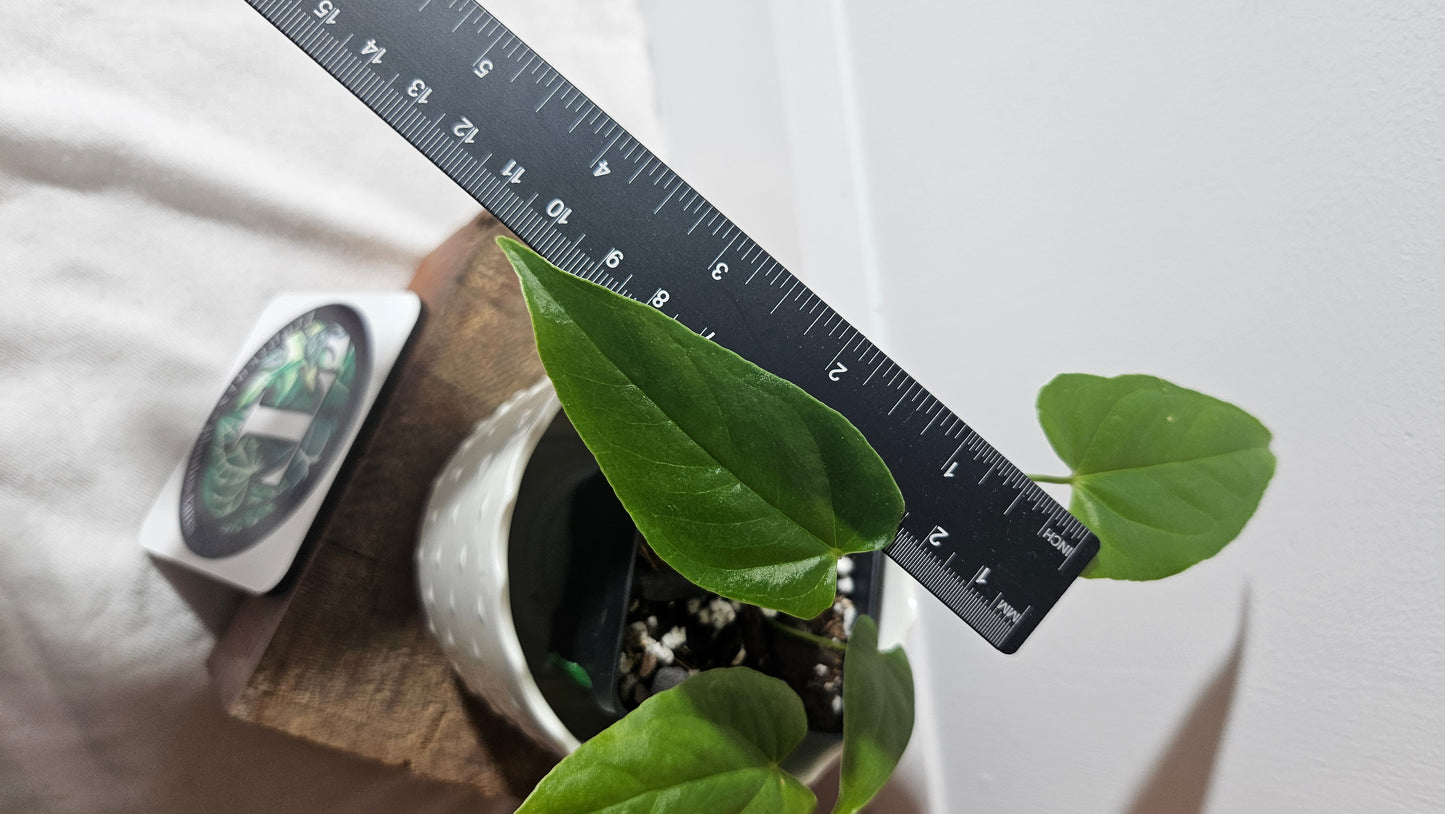 Anthurium Balaoanum "format PETIT" (ANT-344)